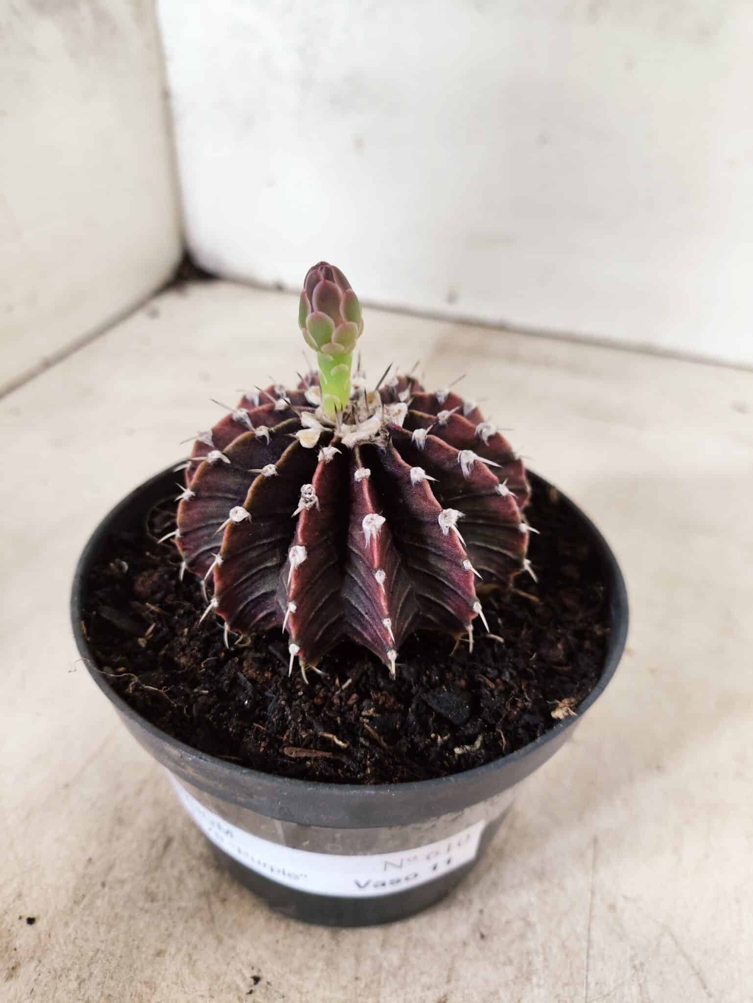 GYMNOCALYCIUM Friedrichii LB 2178 "Purple" - Nº 610 – vaso 11 - foto 9