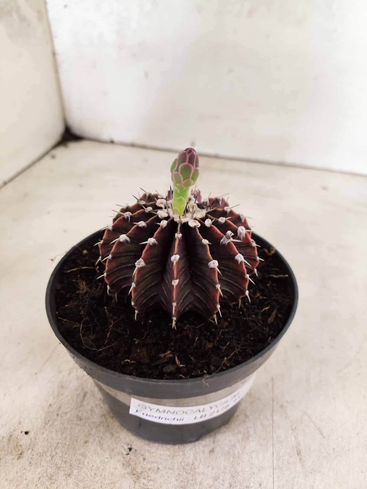 GYMNOCALYCIUM Friedrichii LB 2178 "Purple" - Nº 610 – vaso 11 - foto 8