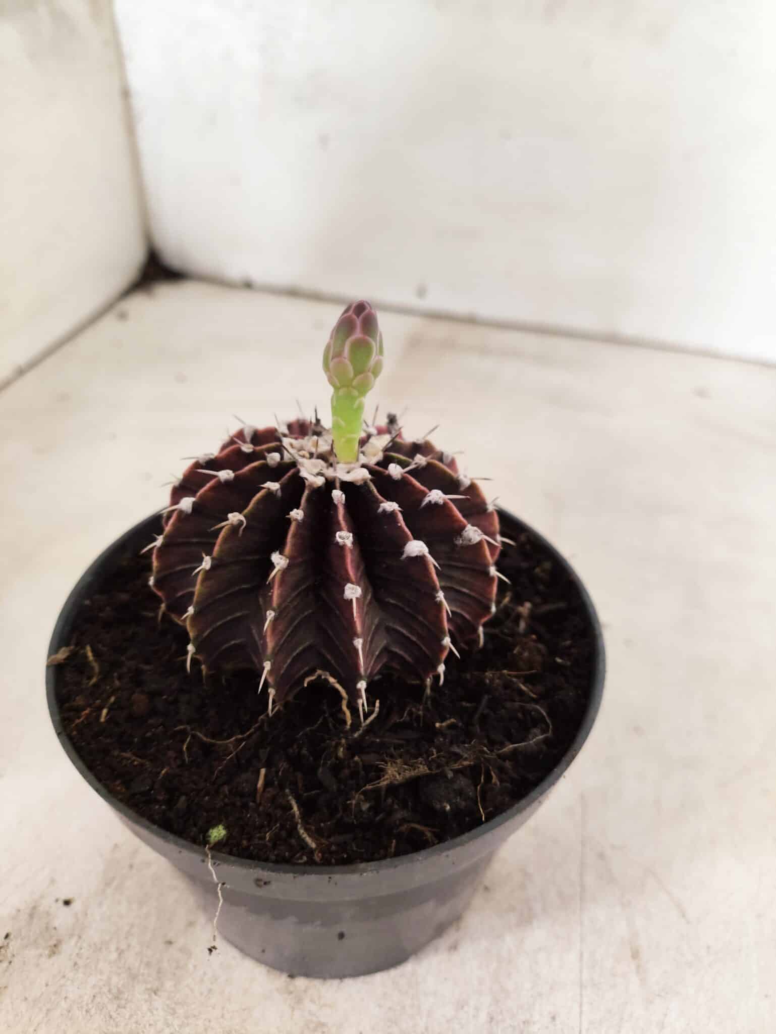 GYMNOCALYCIUM Friedrichii LB 2178 "Purple" - Nº 610 – vaso 11 - foto 7