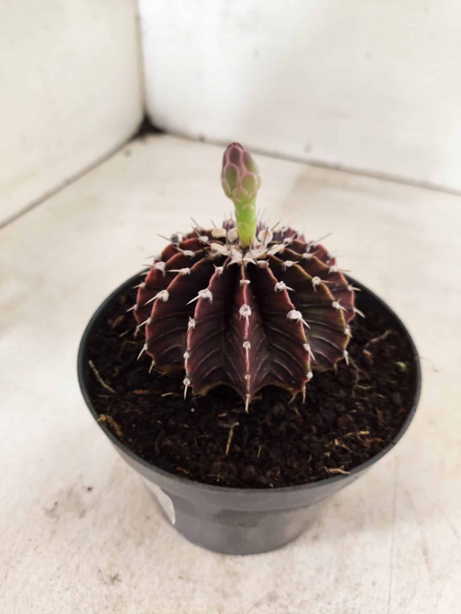 GYMNOCALYCIUM Friedrichii LB 2178 "Purple" - Nº 610 – vaso 11 - foto 6