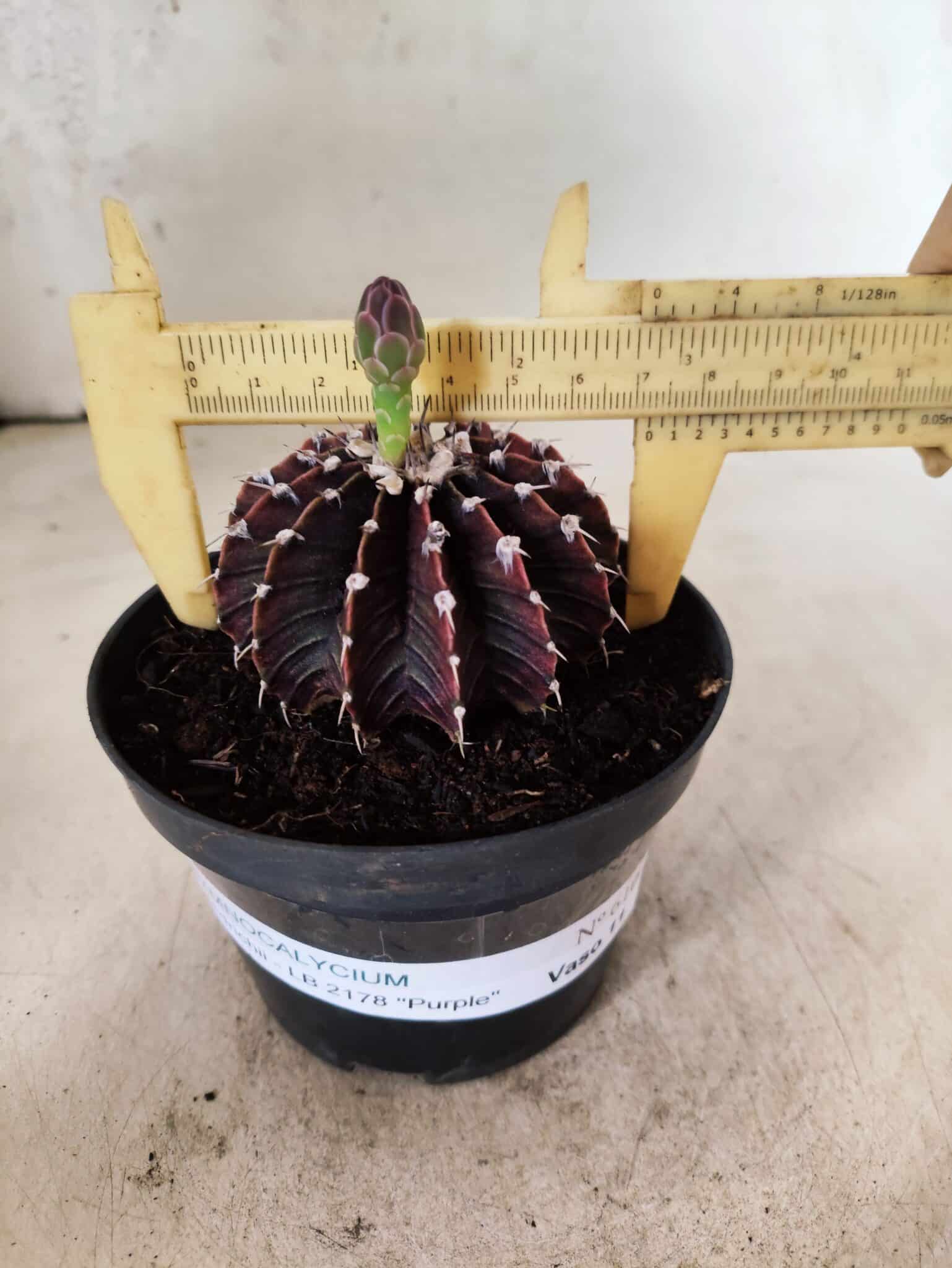 GYMNOCALYCIUM Friedrichii LB 2178 "Purple" - Nº 610 – vaso 11 - foto 4