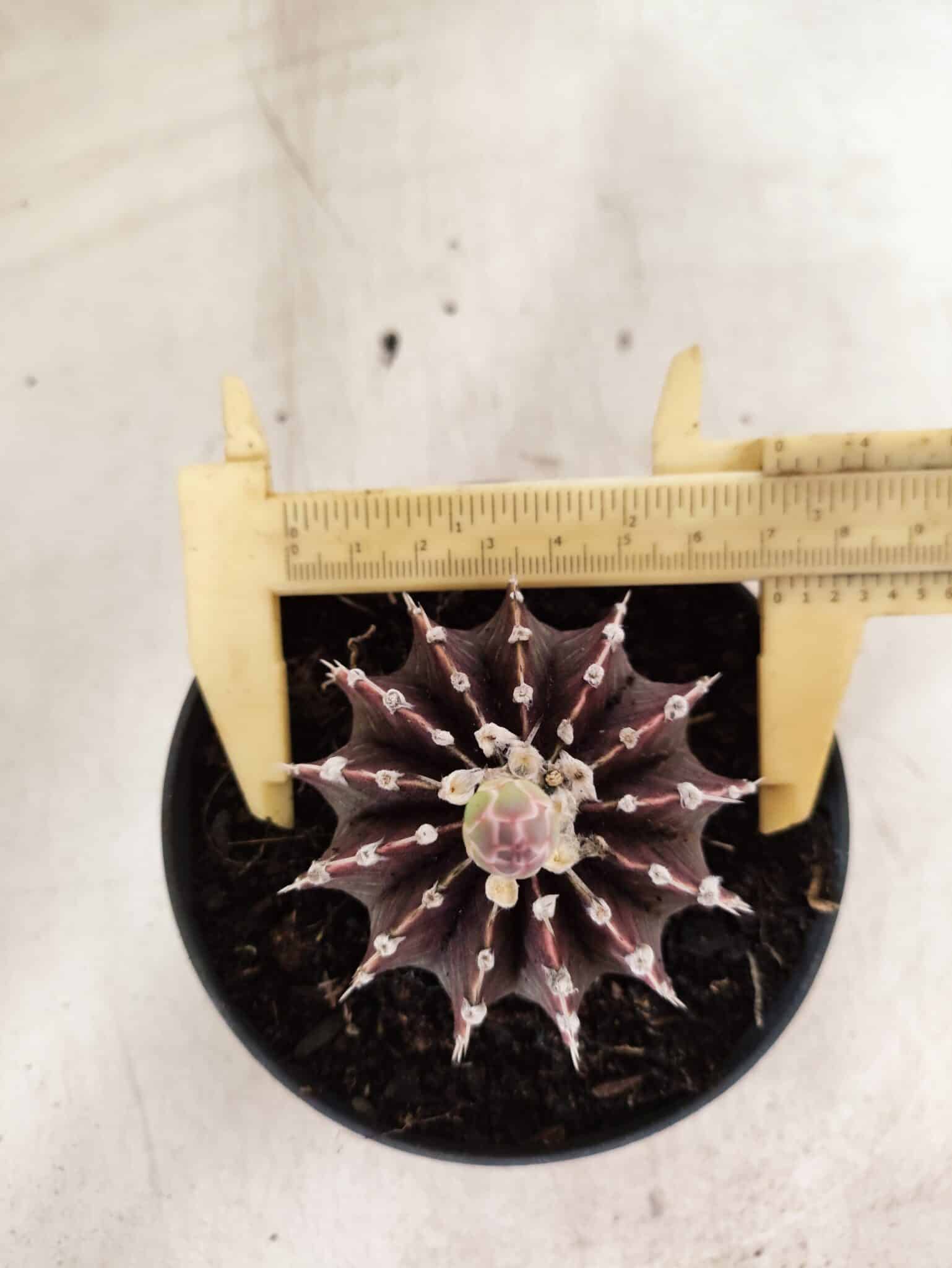 GYMNOCALYCIUM Friedrichii LB 2178 "Purple" - Nº 610 – vaso 11 - foto 5