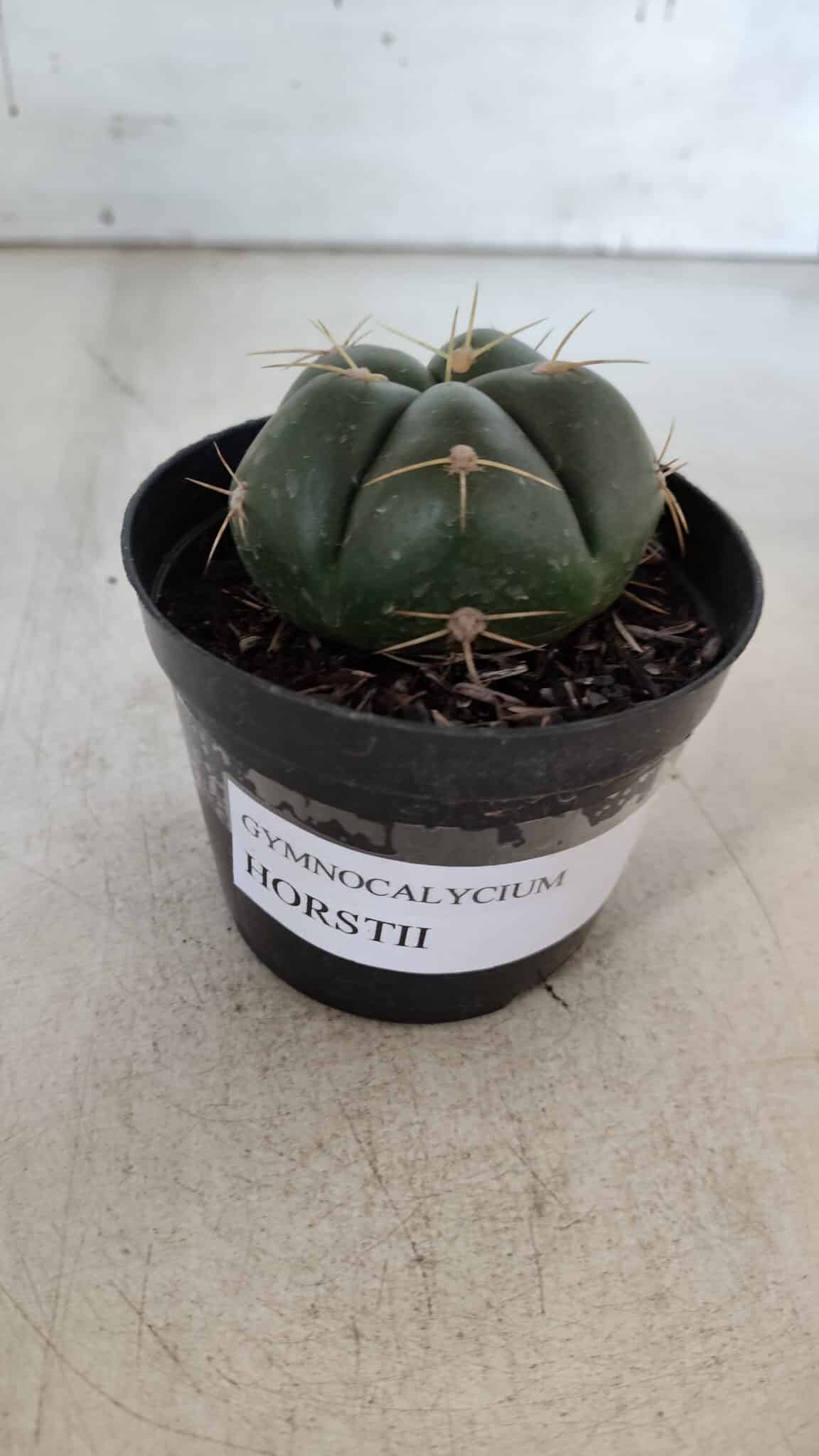 GYMNOCALYCIUM HORSTII Nº 50 – vaso 09