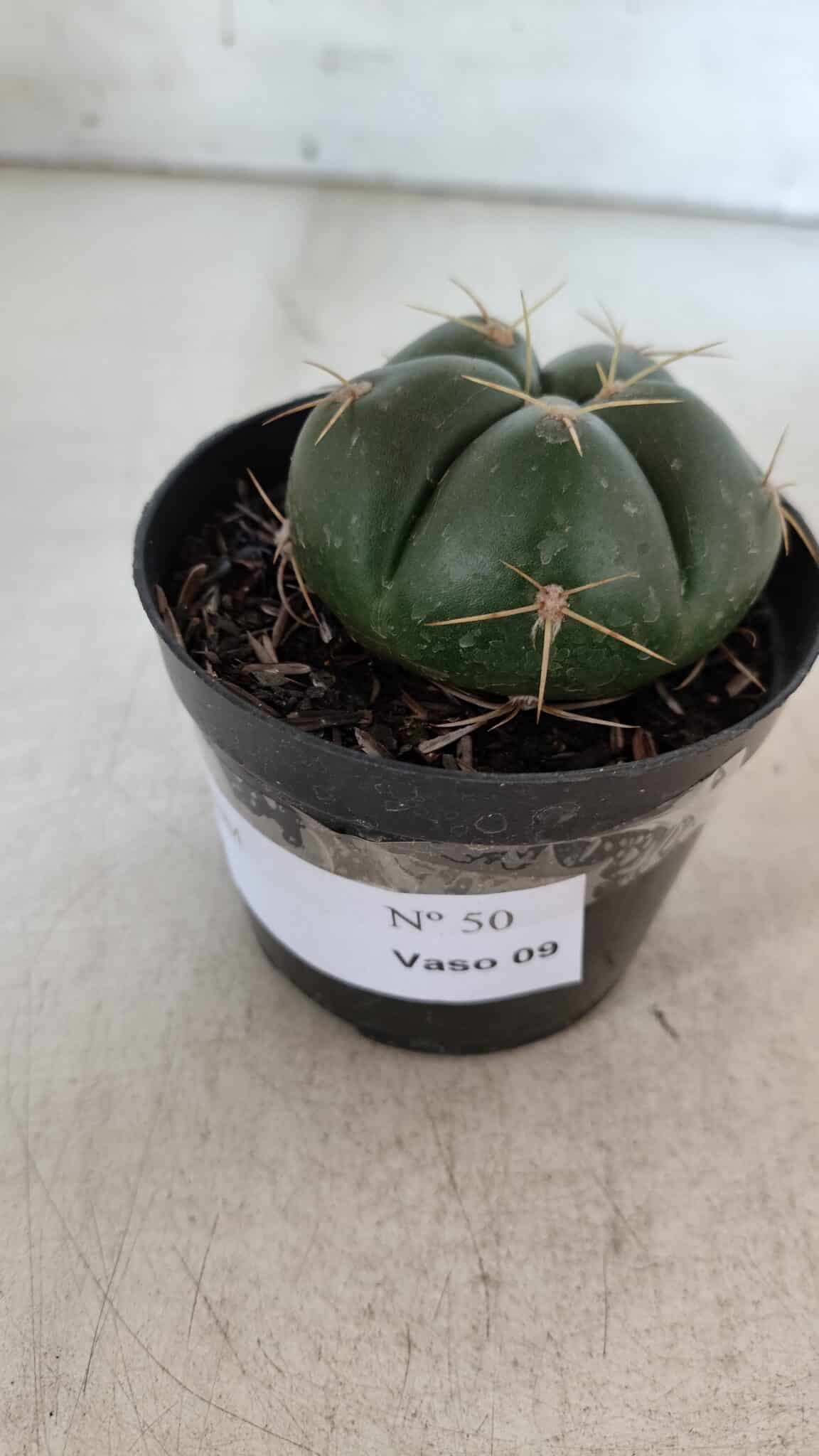 GYMNOCALYCIUM HORSTII Nº 50 – vaso 09