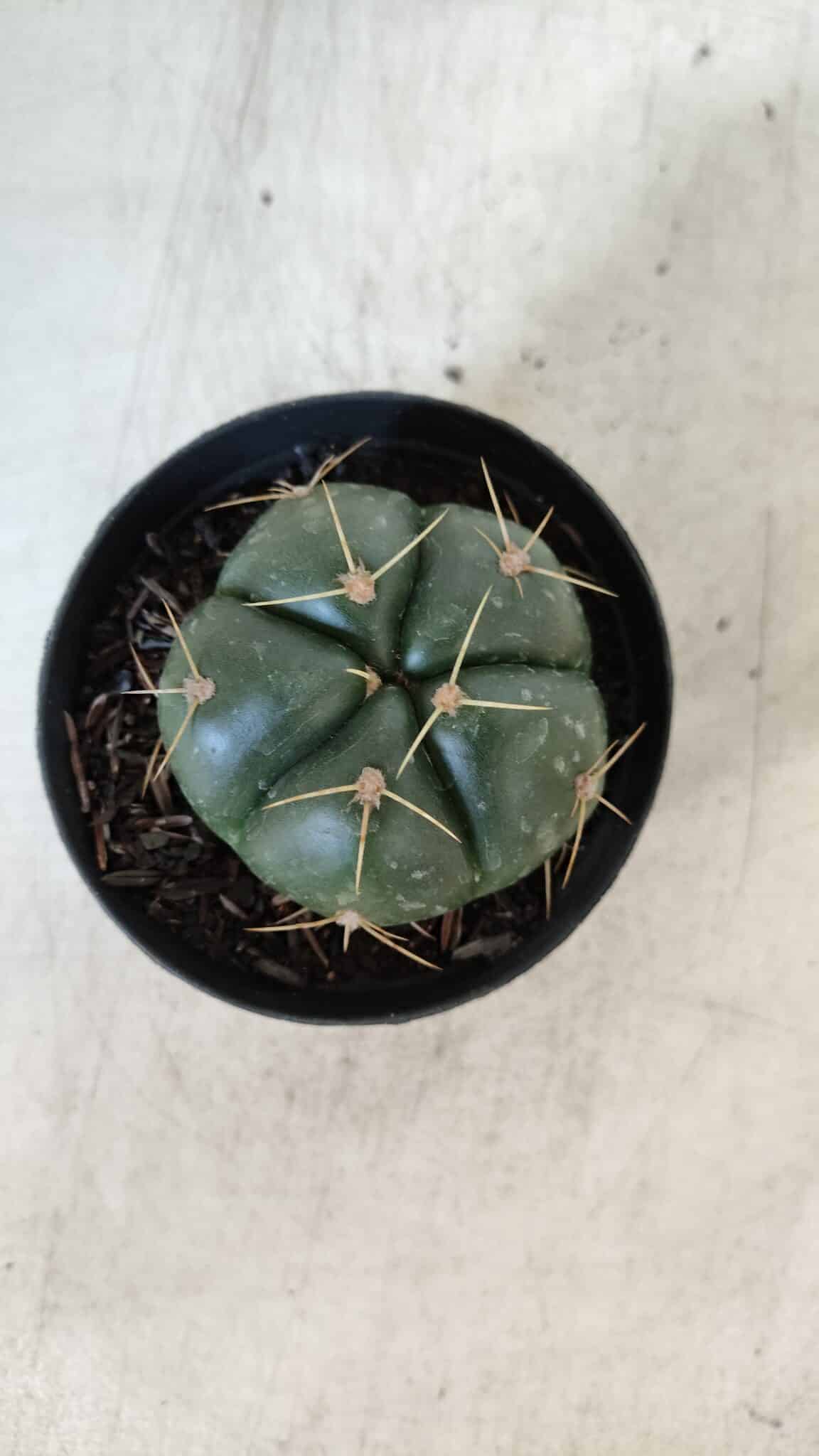 GYMNOCALYCIUM HORSTII Nº 50 – vaso 09