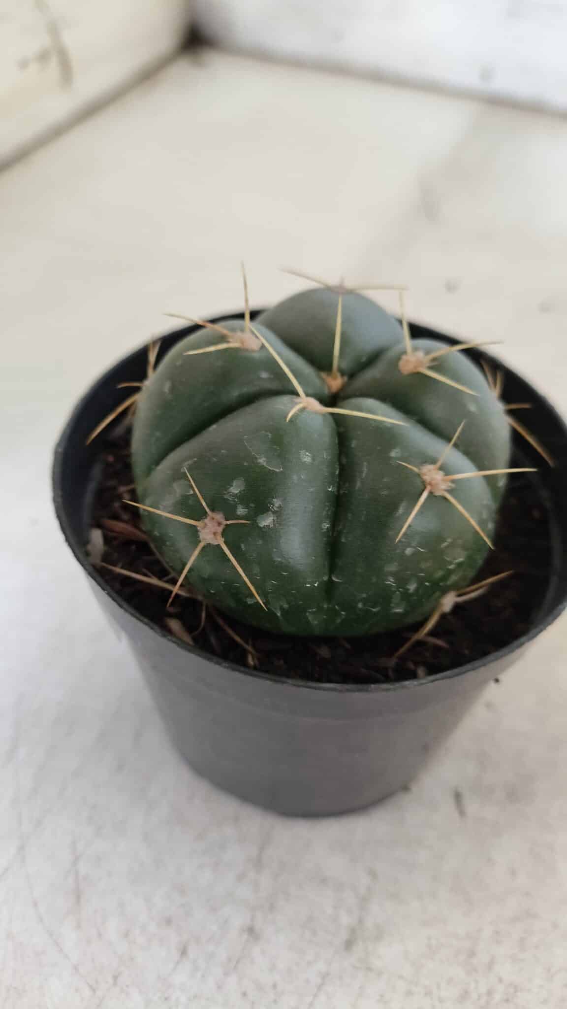 GYMNOCALYCIUM HORSTII Nº 50 – vaso 09