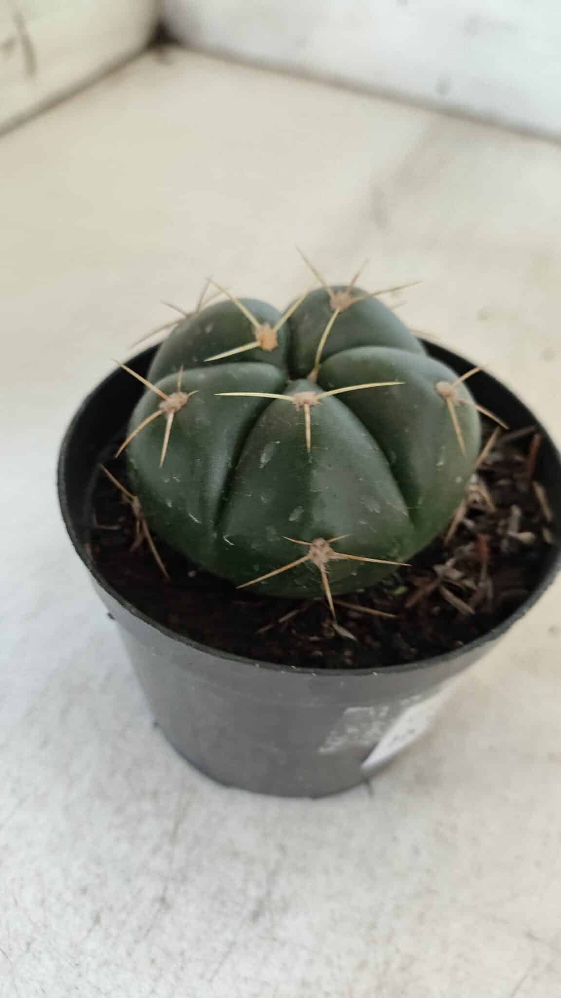 GYMNOCALYCIUM HORSTII Nº 50 – vaso 09