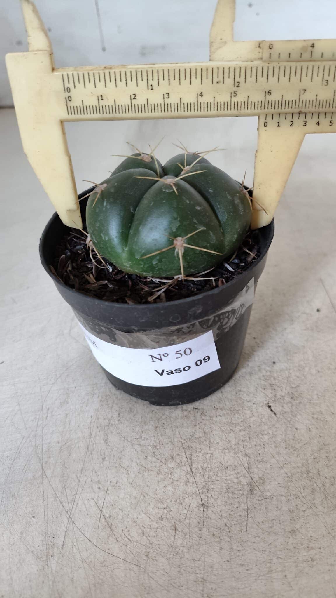 GYMNOCALYCIUM HORSTII Nº 50 – vaso 09