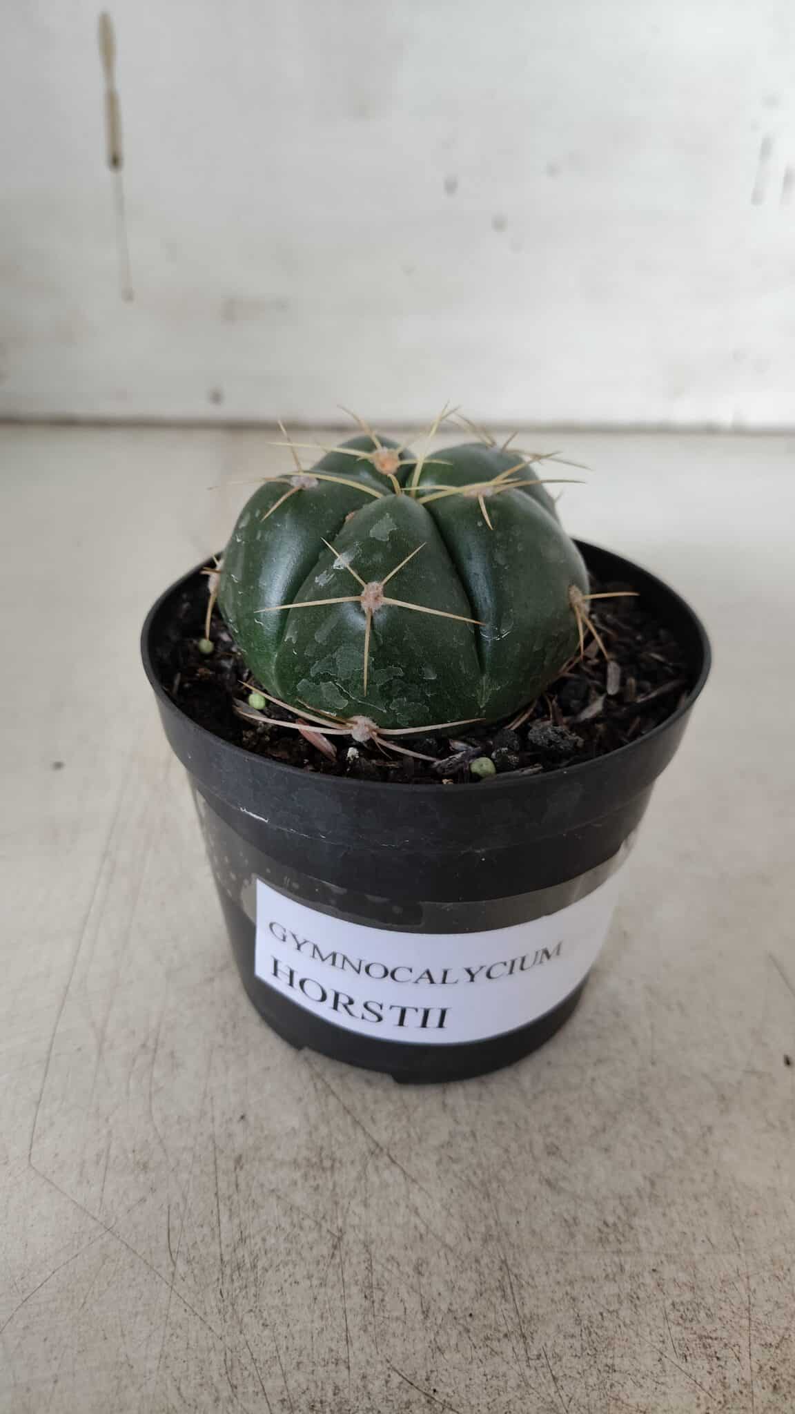 GYMNOCALYCIUM HORSTII Nº 51 – vaso 09