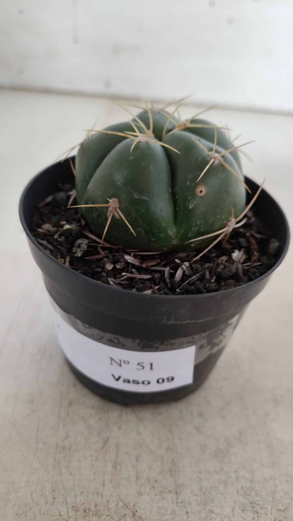 GYMNOCALYCIUM HORSTII Nº 51 – vaso 09