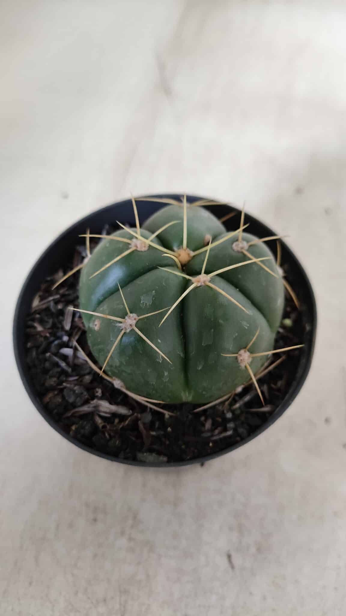 GYMNOCALYCIUM HORSTII Nº 51 – vaso 09