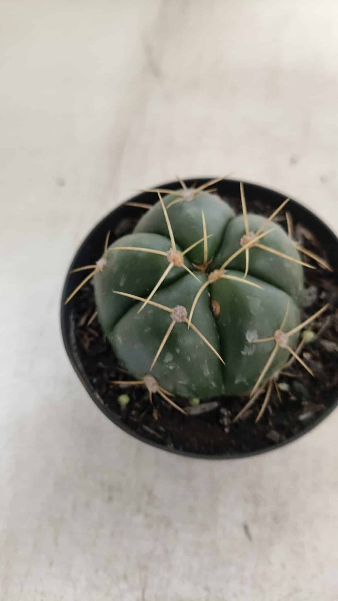 GYMNOCALYCIUM HORSTII Nº 51 – vaso 09