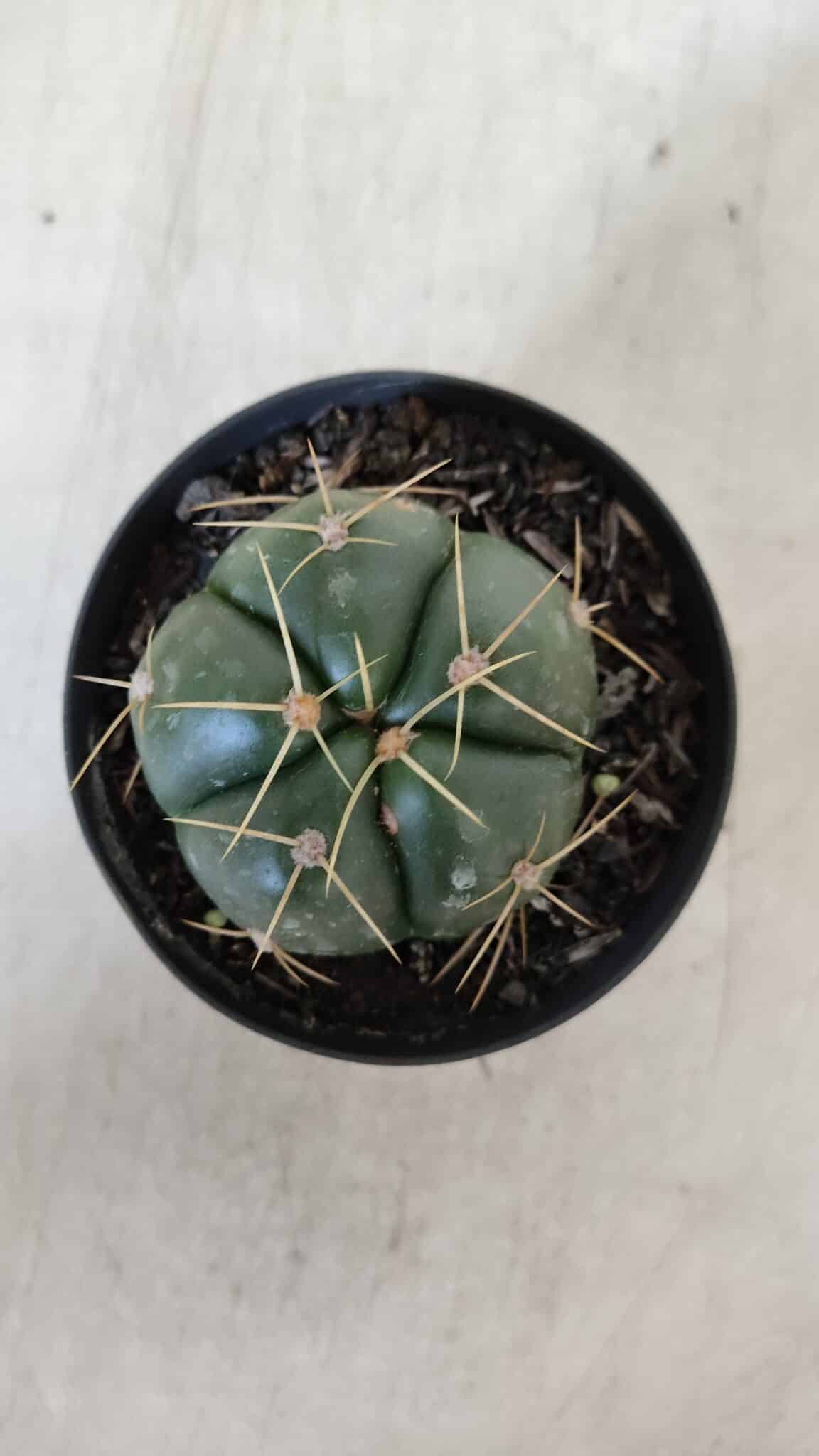 GYMNOCALYCIUM HORSTII Nº 51 – vaso 09