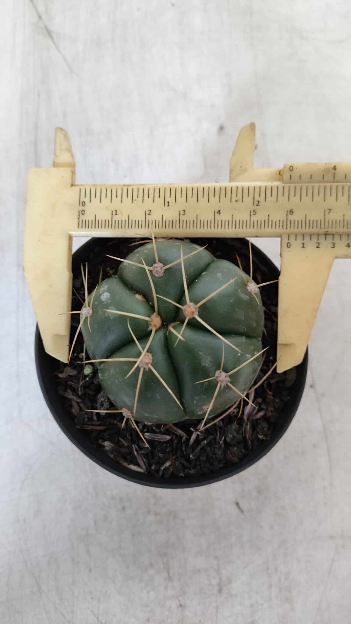 GYMNOCALYCIUM HORSTII Nº 51 – vaso 09