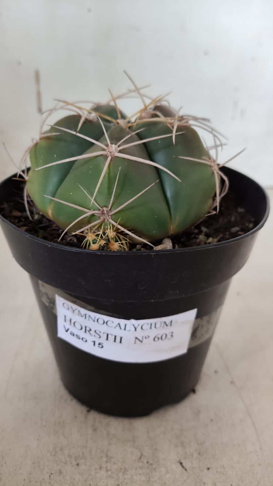 GYMNOCALYCIUM HORSTII Nº 603 – vaso 15