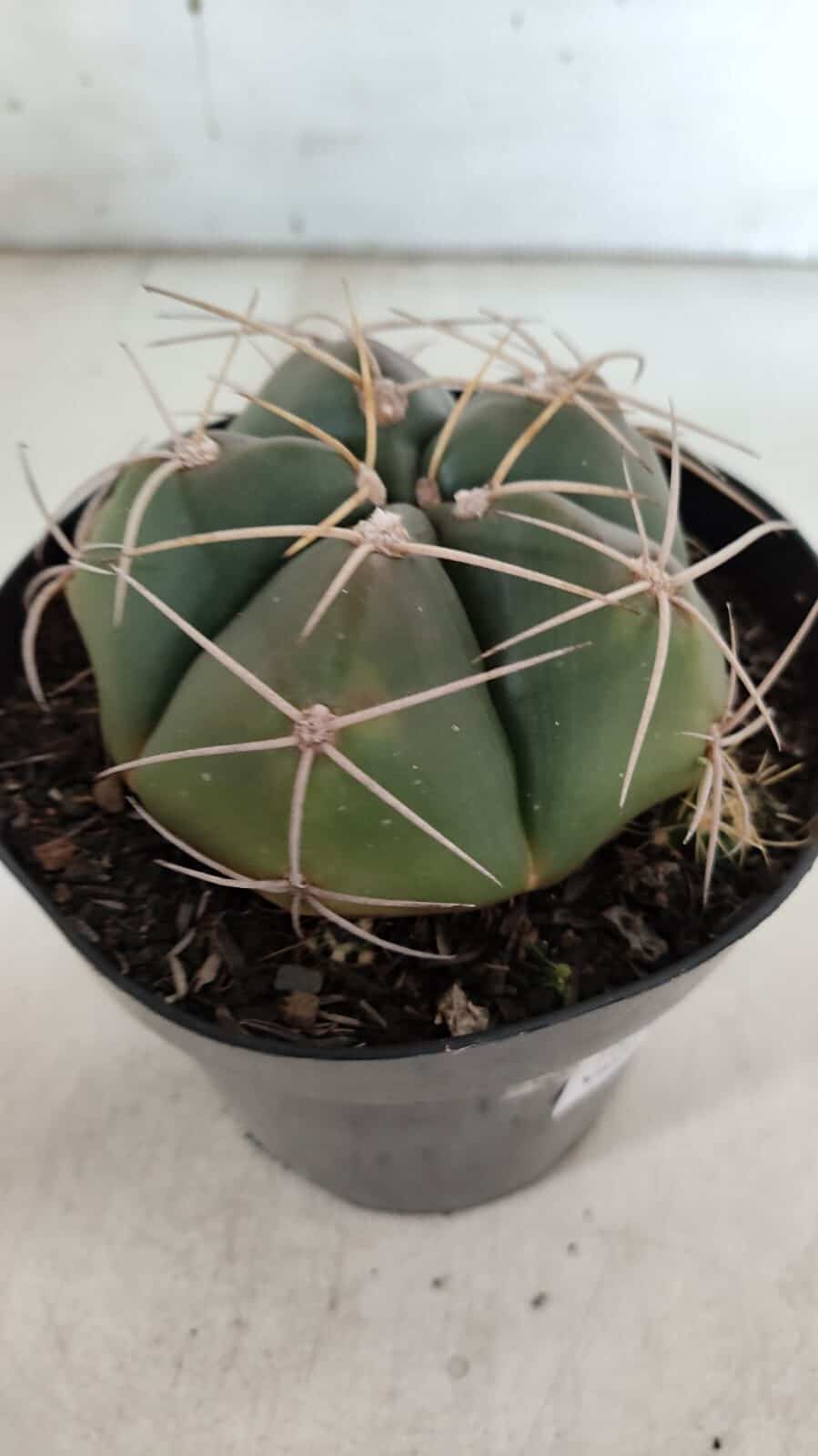 GYMNOCALYCIUM HORSTII Nº 603 – vaso 15