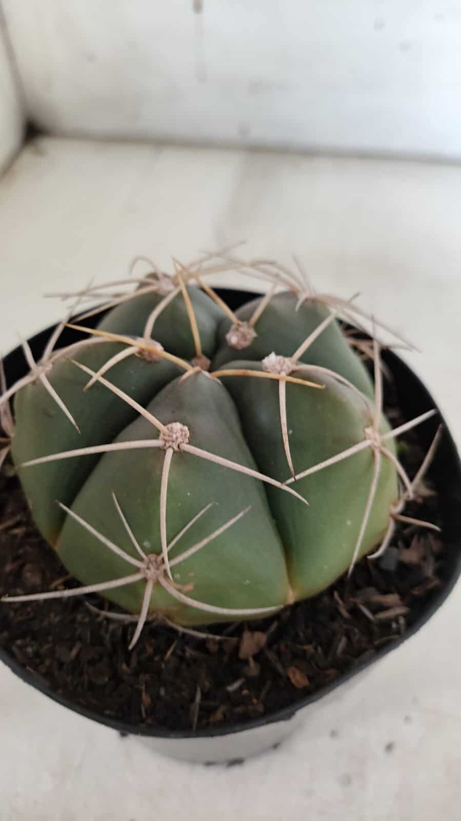GYMNOCALYCIUM HORSTII Nº 603 – vaso 15
