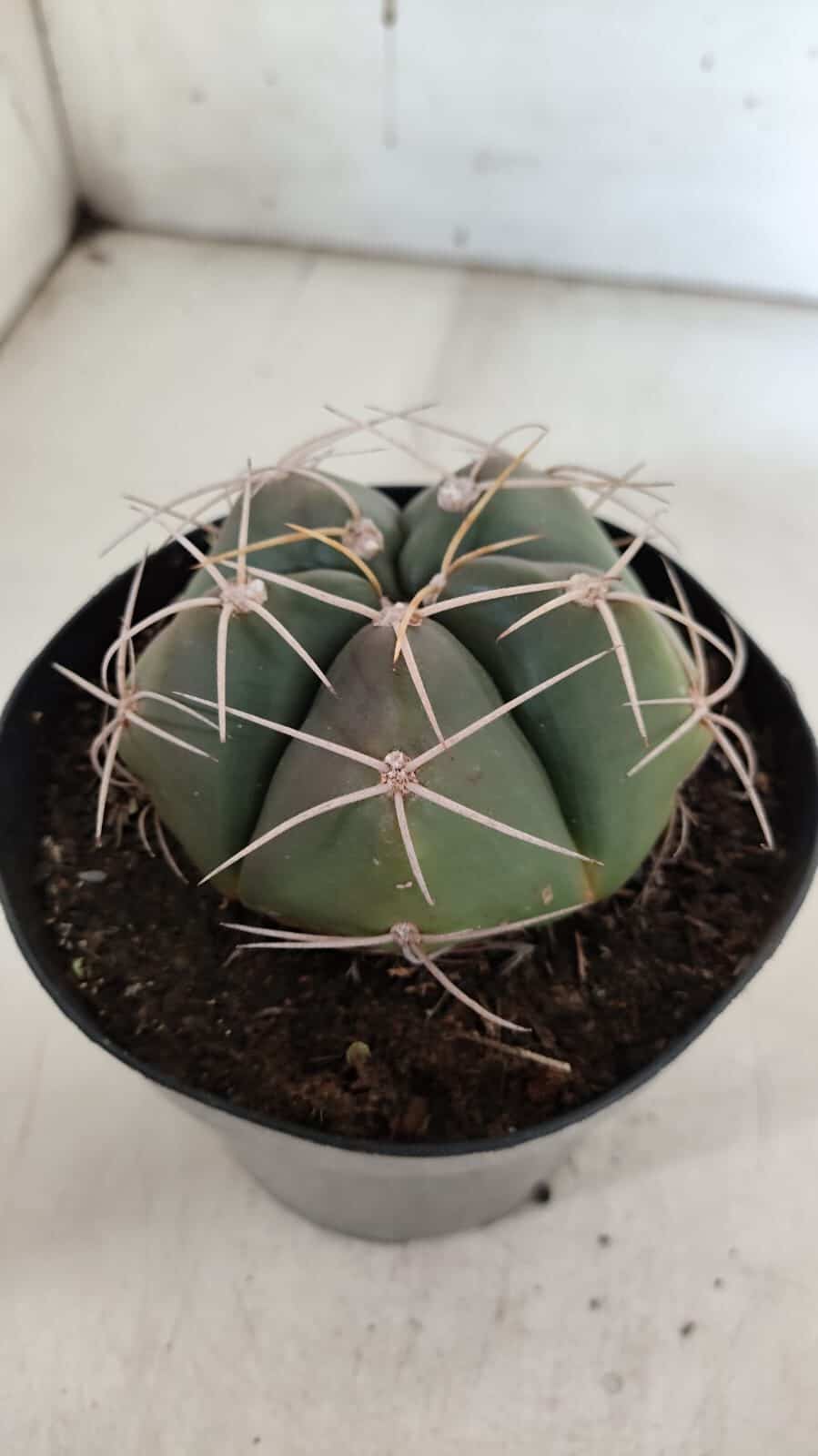 GYMNOCALYCIUM HORSTII Nº 603 – vaso 15