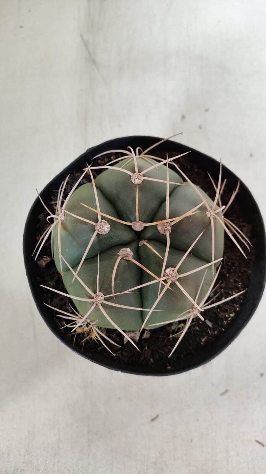 GYMNOCALYCIUM HORSTII Nº 603 – vaso 15