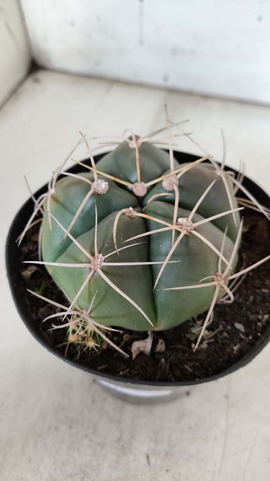 GYMNOCALYCIUM HORSTII Nº 603 – vaso 15