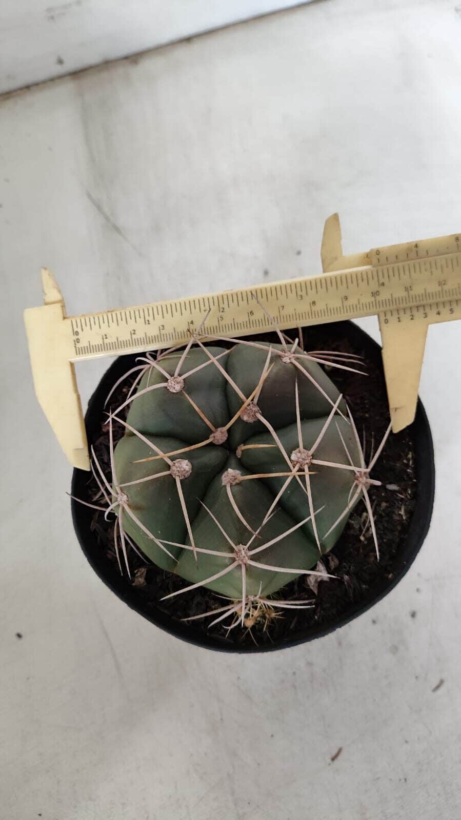 GYMNOCALYCIUM HORSTII Nº 603 – vaso 15