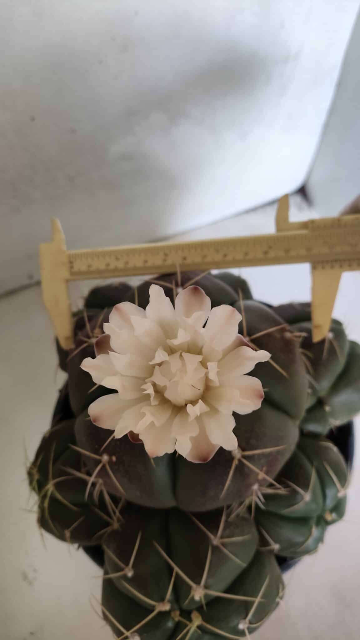 GYMNOCALYCIUM HORSTII "Colônia" Nº 578 – vaso 20 - foto 5