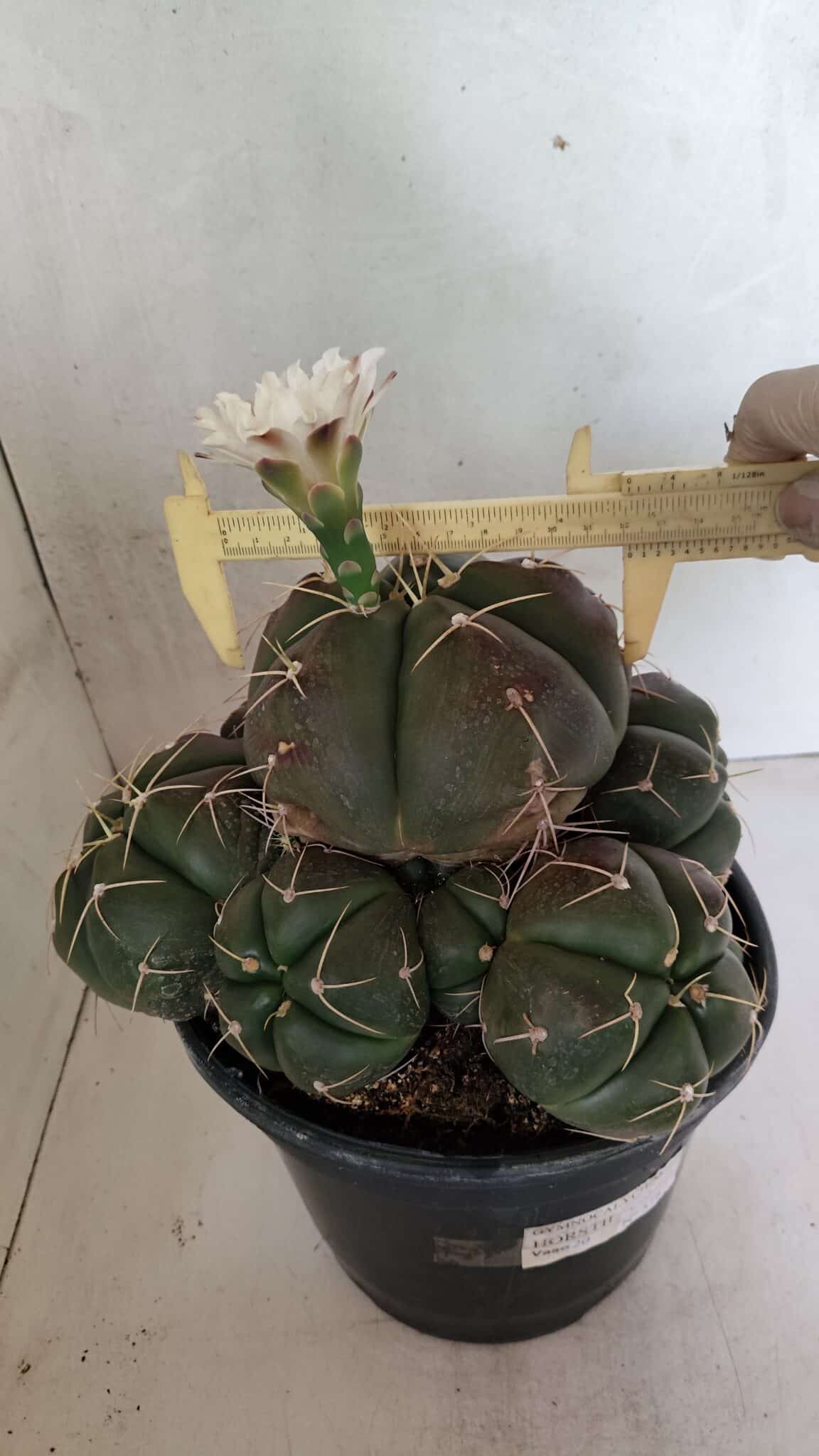 GYMNOCALYCIUM HORSTII "Colônia" Nº 578 – vaso 20 - foto 9