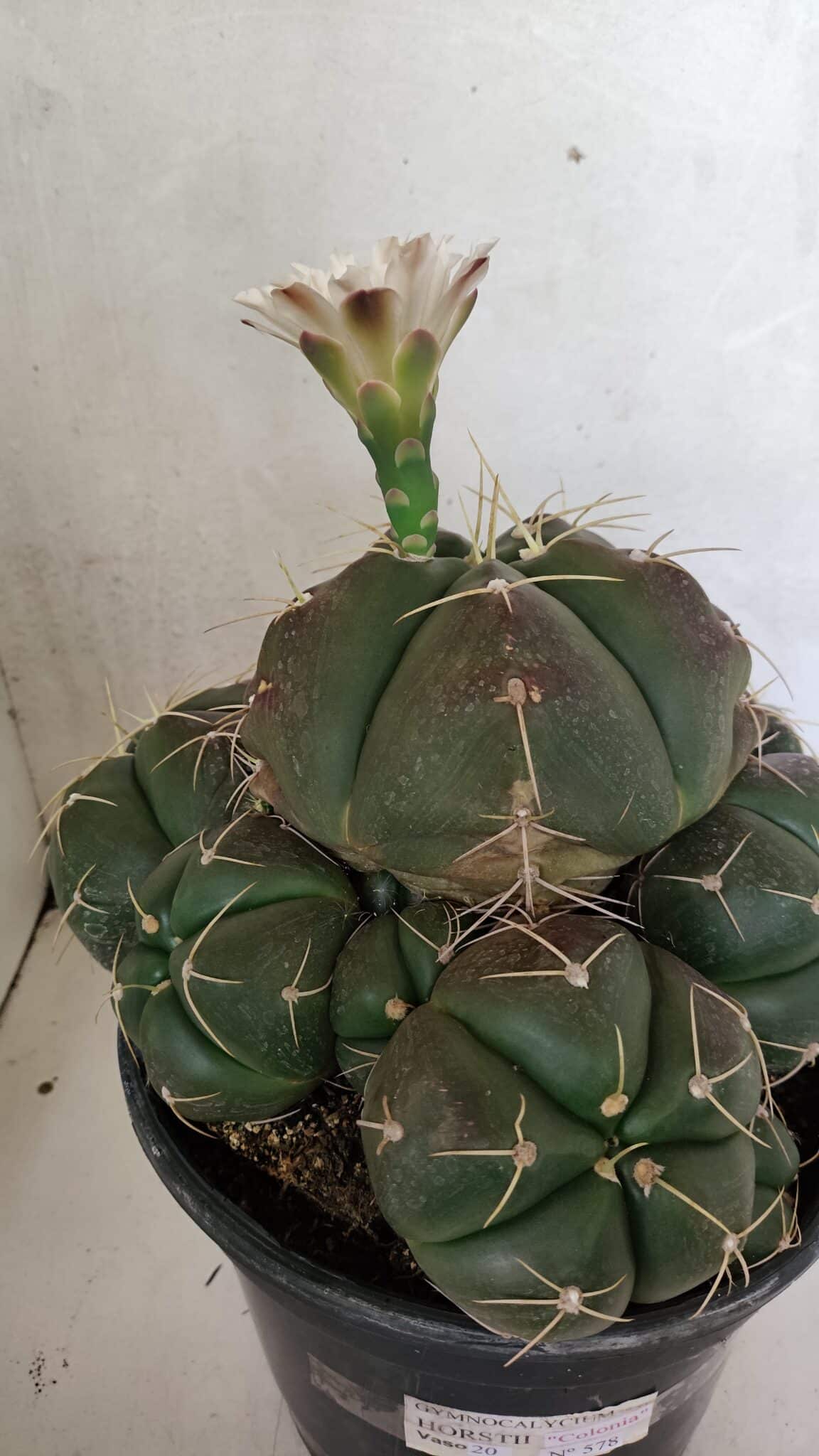 GYMNOCALYCIUM HORSTII "Colônia" Nº 578 – vaso 20 - foto 10