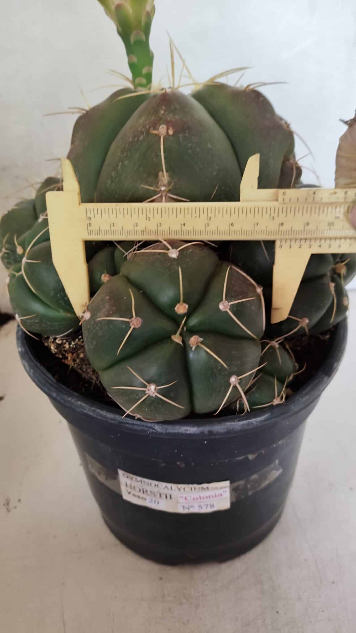 GYMNOCALYCIUM HORSTII "Colônia" Nº 578 – vaso 20 - foto 4
