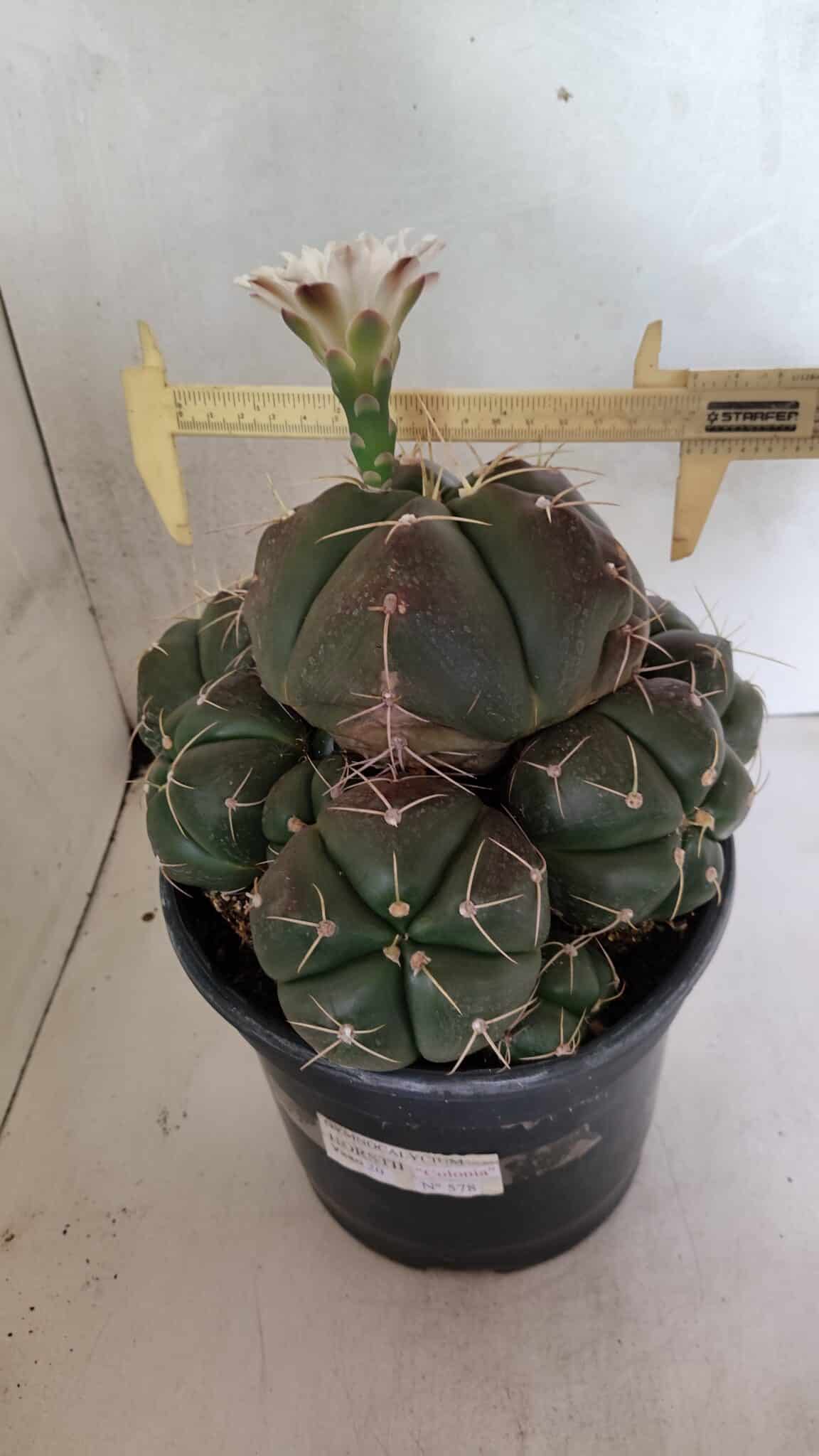 GYMNOCALYCIUM HORSTII "Colônia" Nº 578 – vaso 20 - foto 2