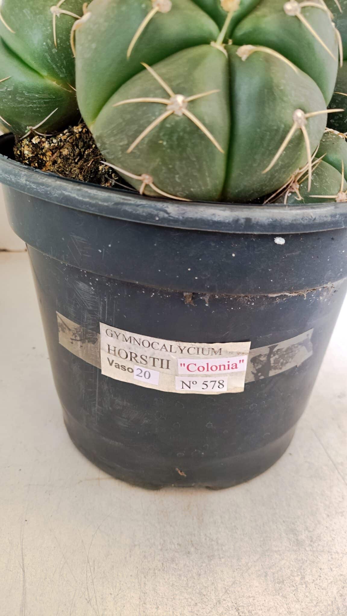GYMNOCALYCIUM HORSTII "Colônia" Nº 578 – vaso 20 - foto 7