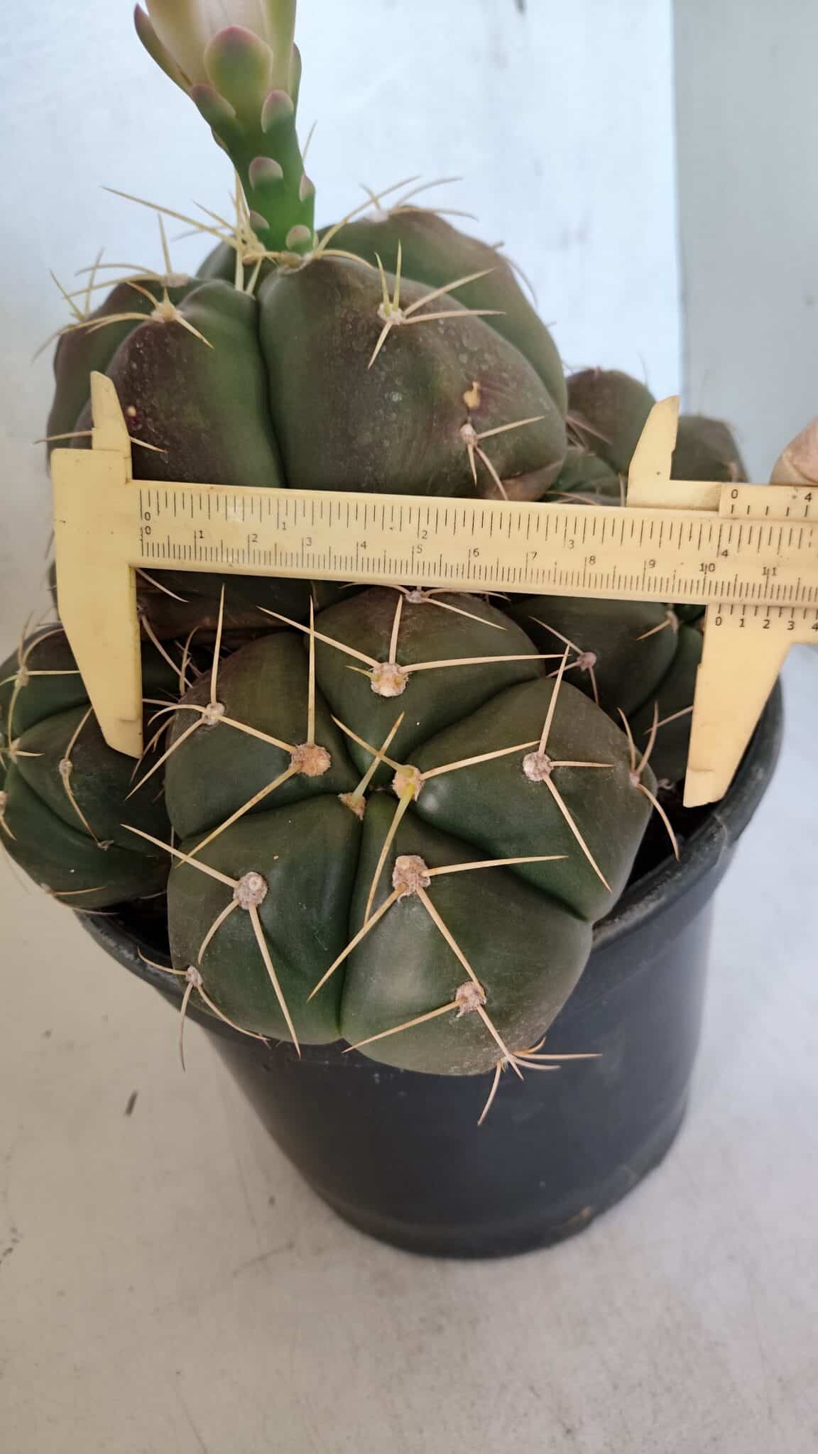 GYMNOCALYCIUM HORSTII "Colônia" Nº 578 – vaso 20 - foto 6