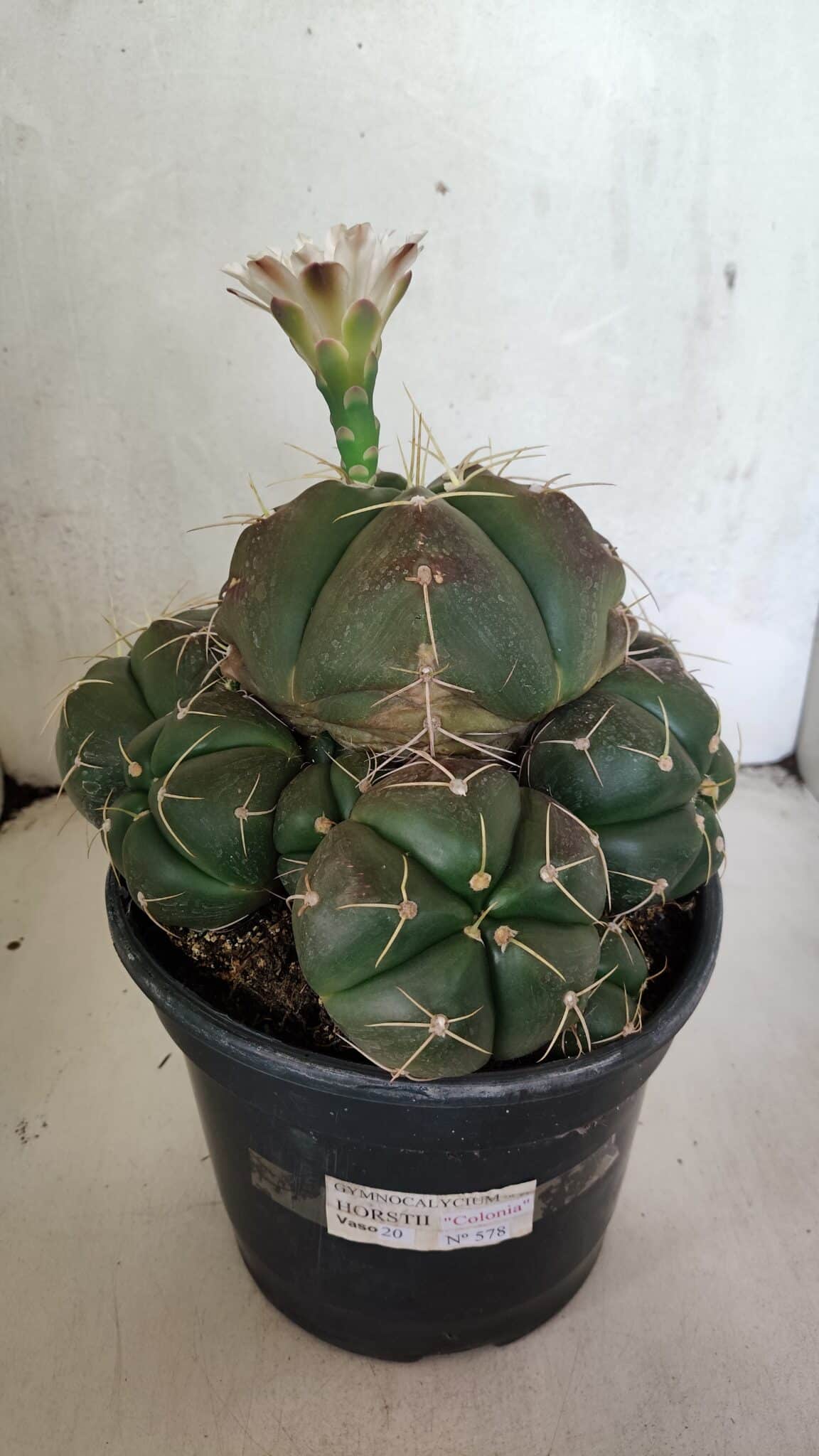 GYMNOCALYCIUM HORSTII "Colônia" Nº 578 – vaso 20 - foto 8