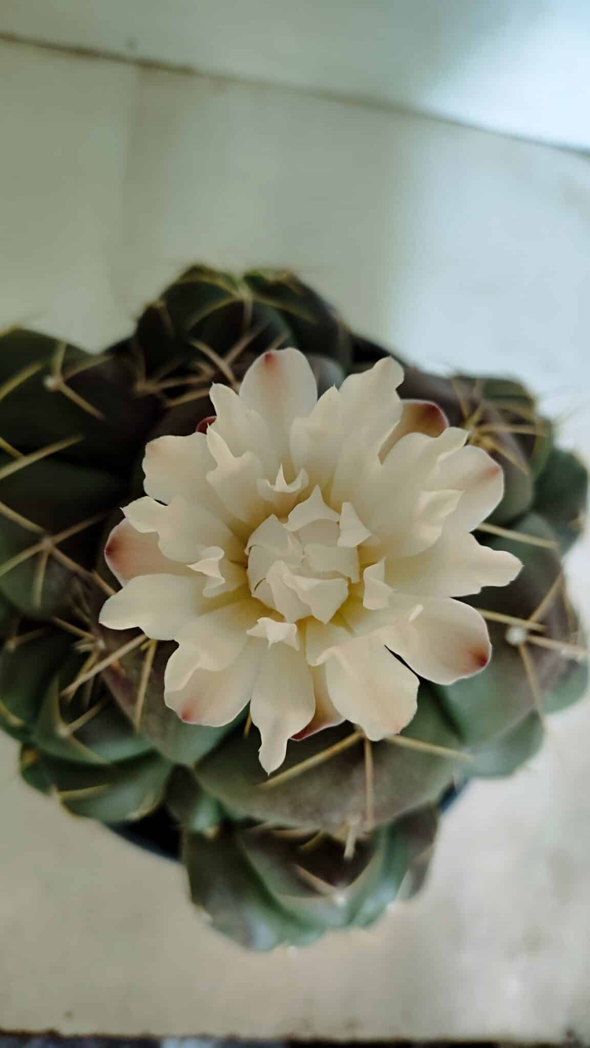 GYMNOCALYCIUM HORSTII "Colônia" Nº 578 – vaso 20 - foto 3