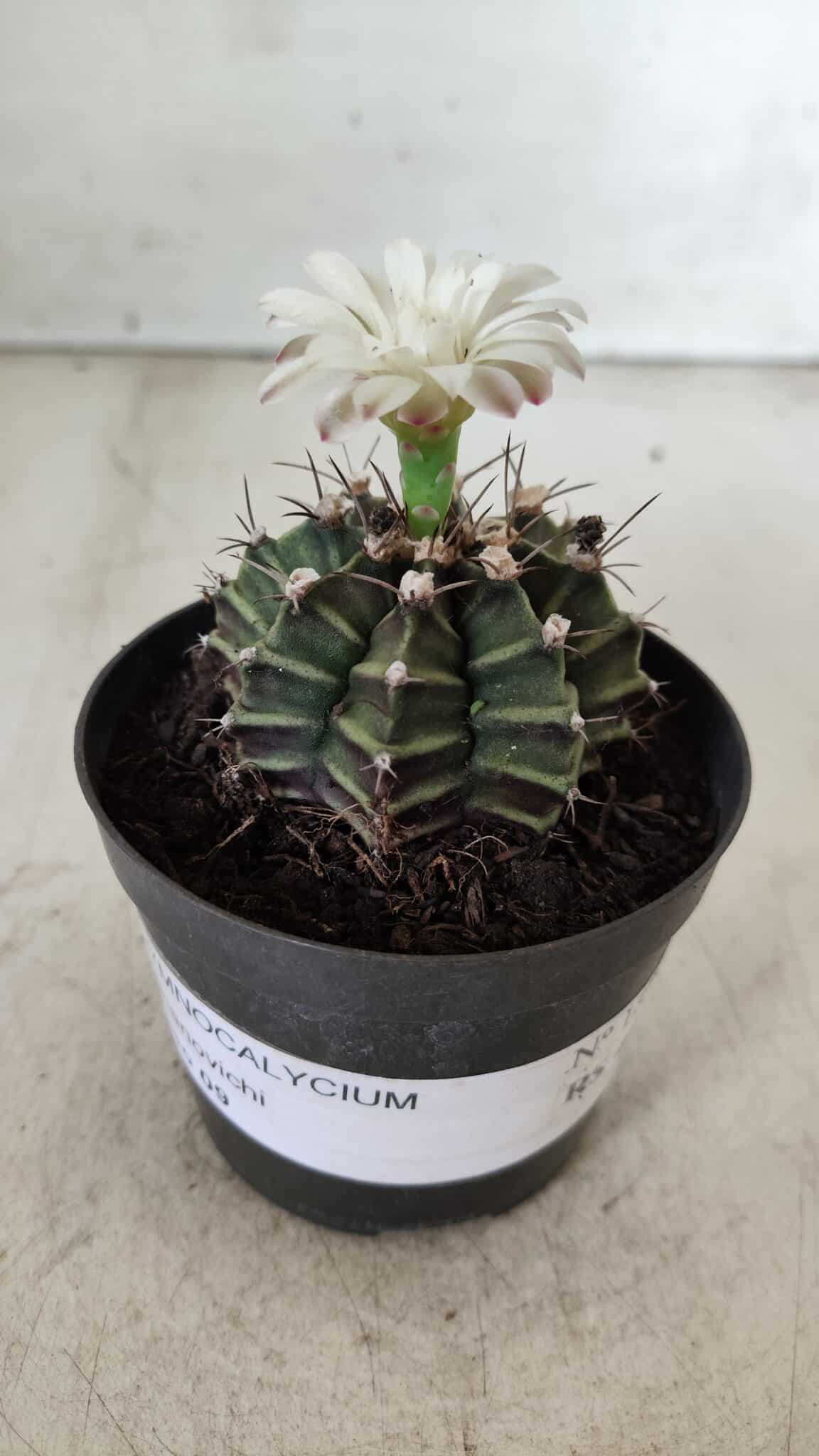 GYMNOCALYCIUM Mihanovichii  Nº 182 – vaso 09
