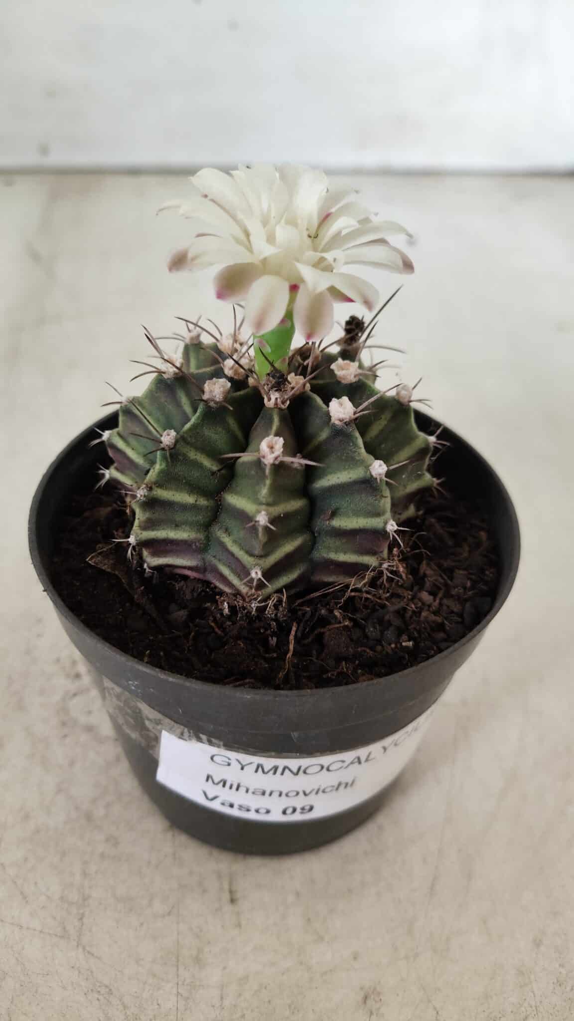 GYMNOCALYCIUM Mihanovichii  Nº 182 – vaso 09
