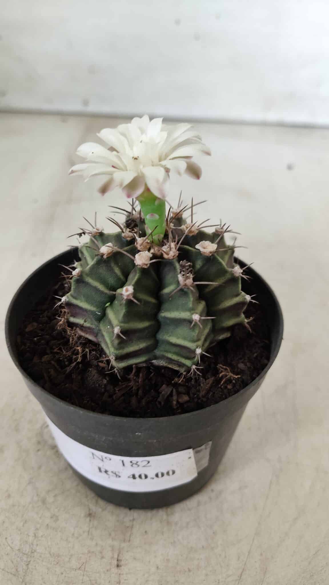 GYMNOCALYCIUM Mihanovichii  Nº 182 – vaso 09