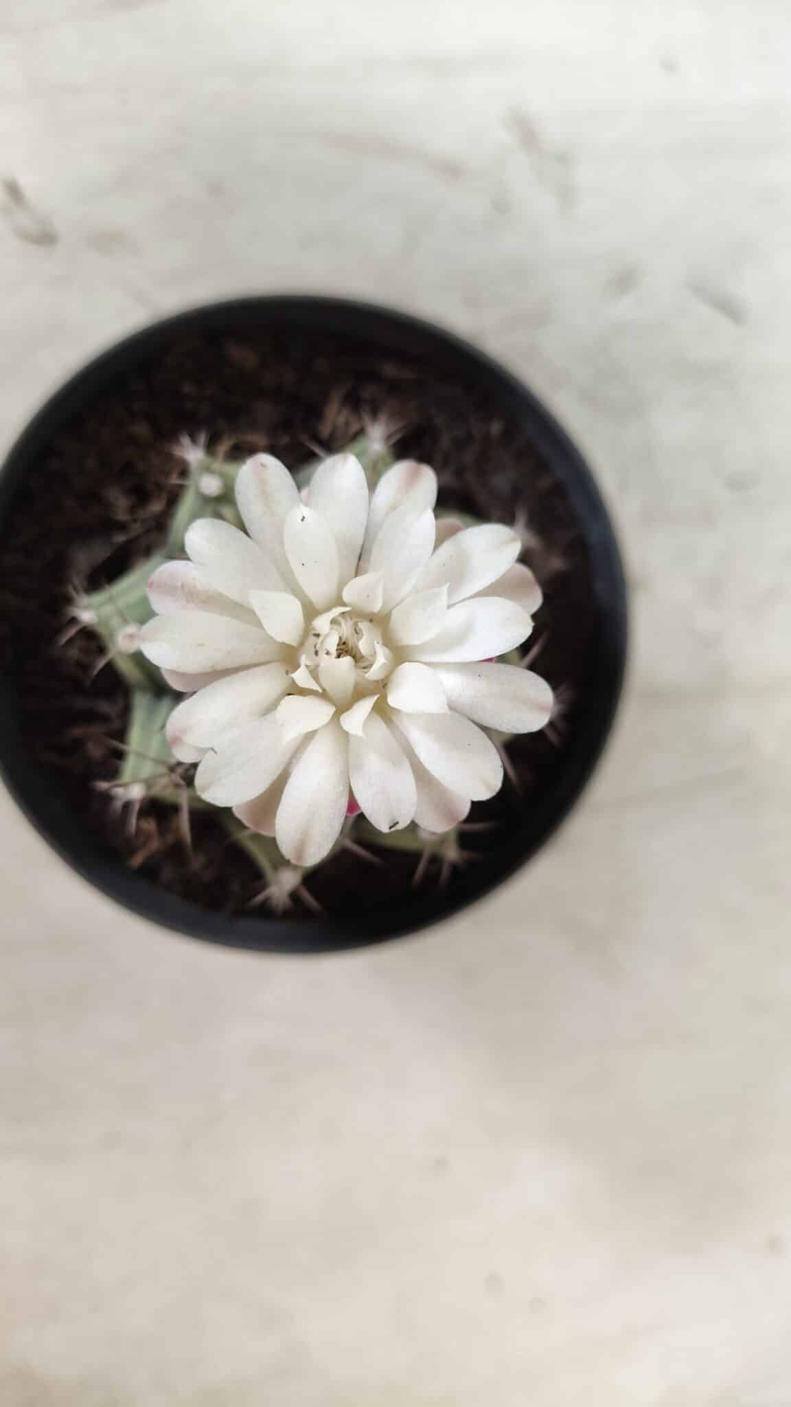 GYMNOCALYCIUM Mihanovichii  Nº 182 – vaso 09