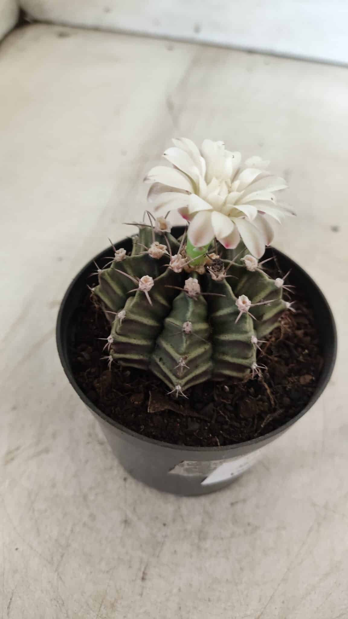 GYMNOCALYCIUM Mihanovichii  Nº 182 – vaso 09