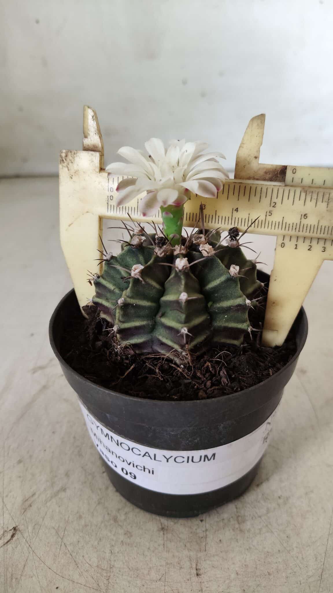 GYMNOCALYCIUM Mihanovichii  Nº 182 – vaso 09