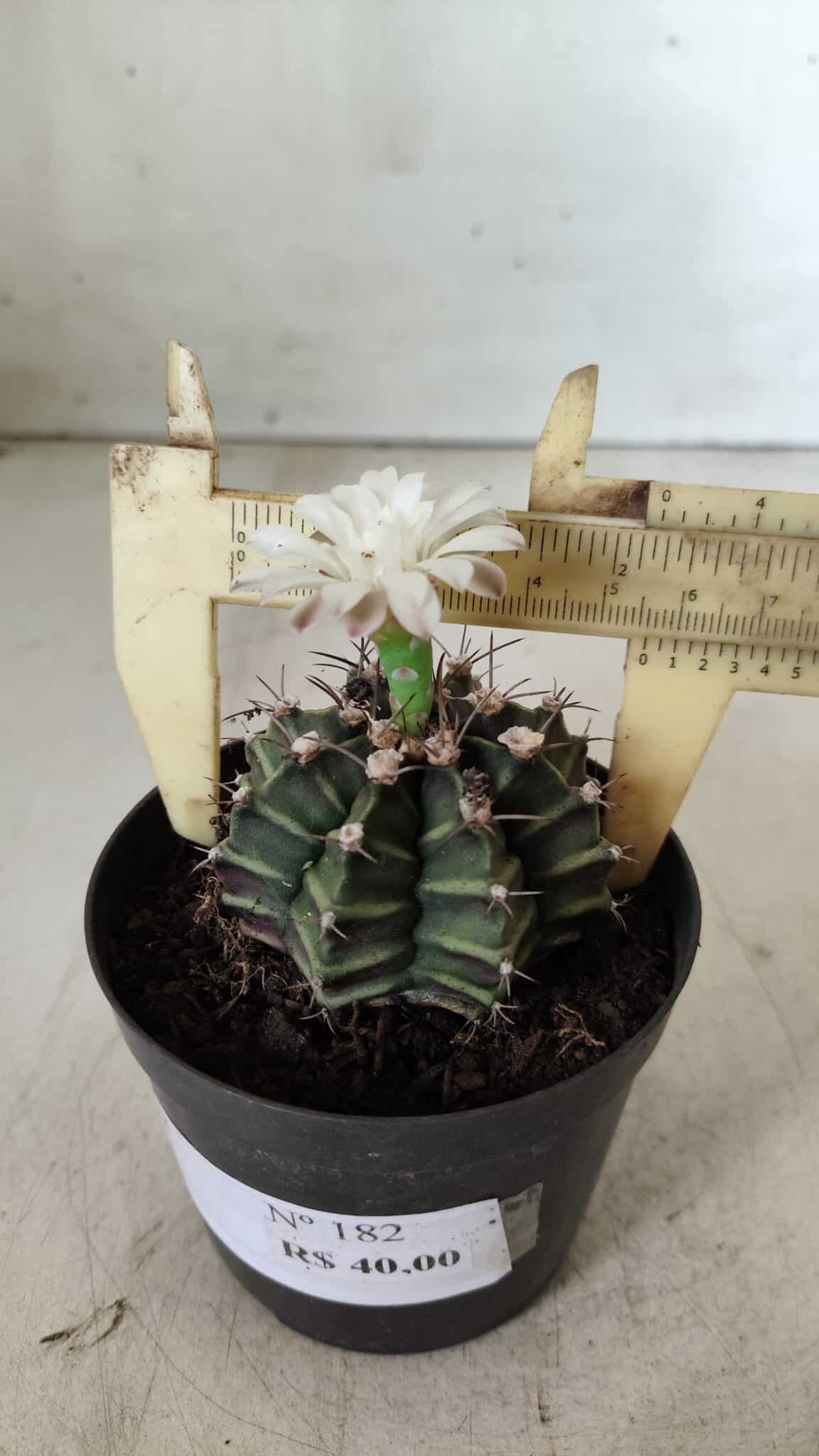 GYMNOCALYCIUM Mihanovichii  Nº 182 – vaso 09