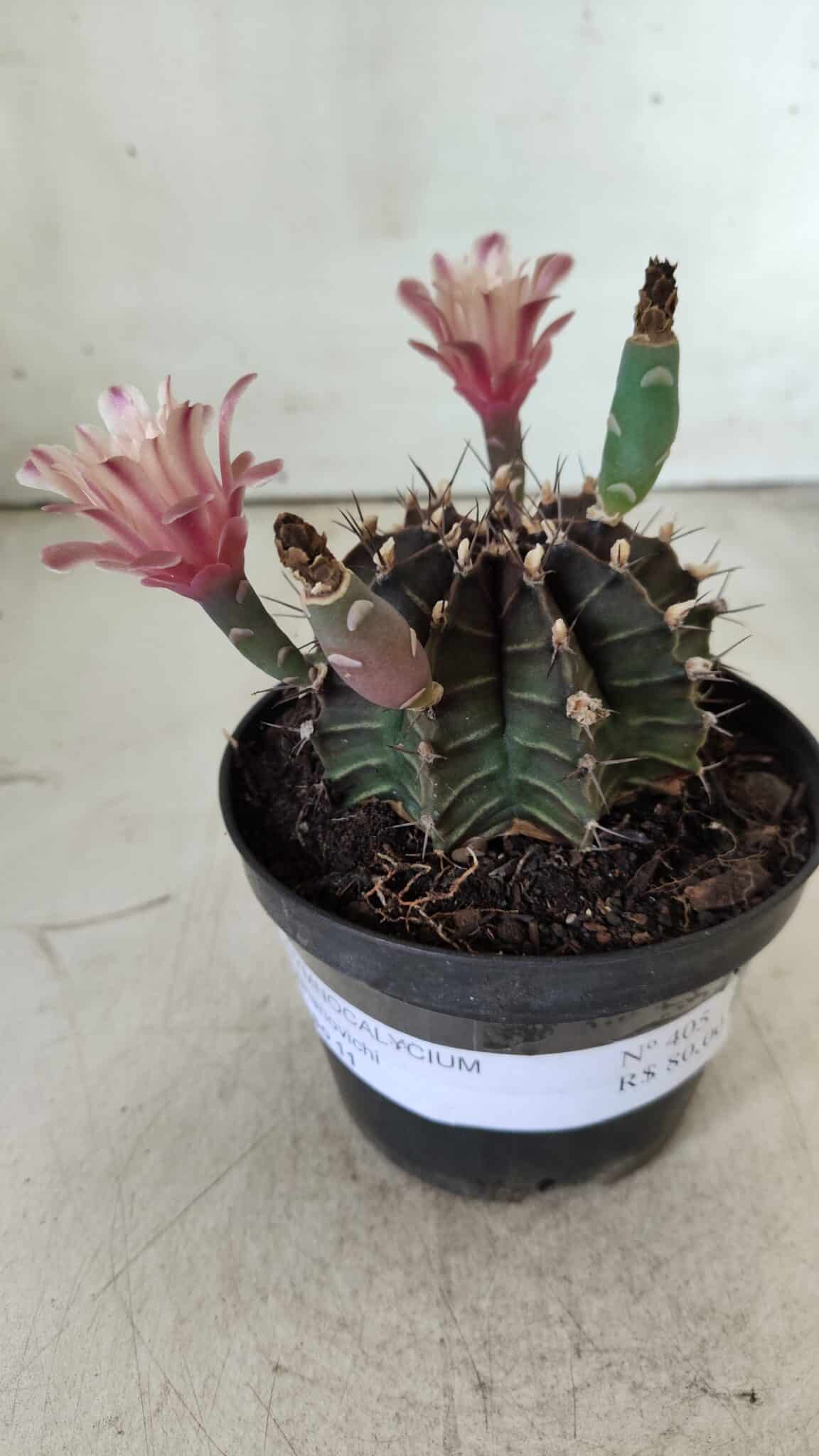 GYMNOCALYCIUM Mihanovichii  Nº 405 – vaso 11