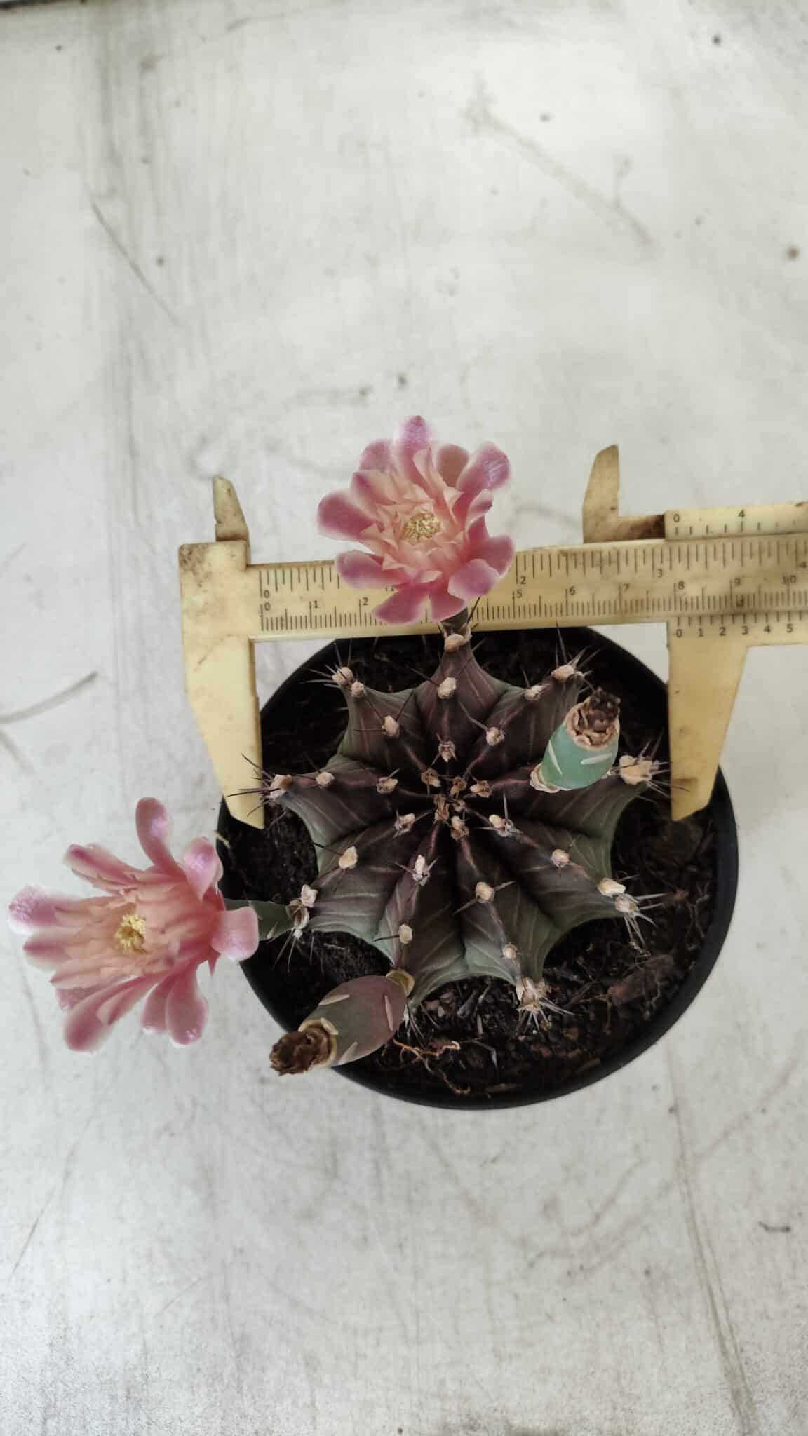 GYMNOCALYCIUM Mihanovichii  Nº 405 – vaso 11