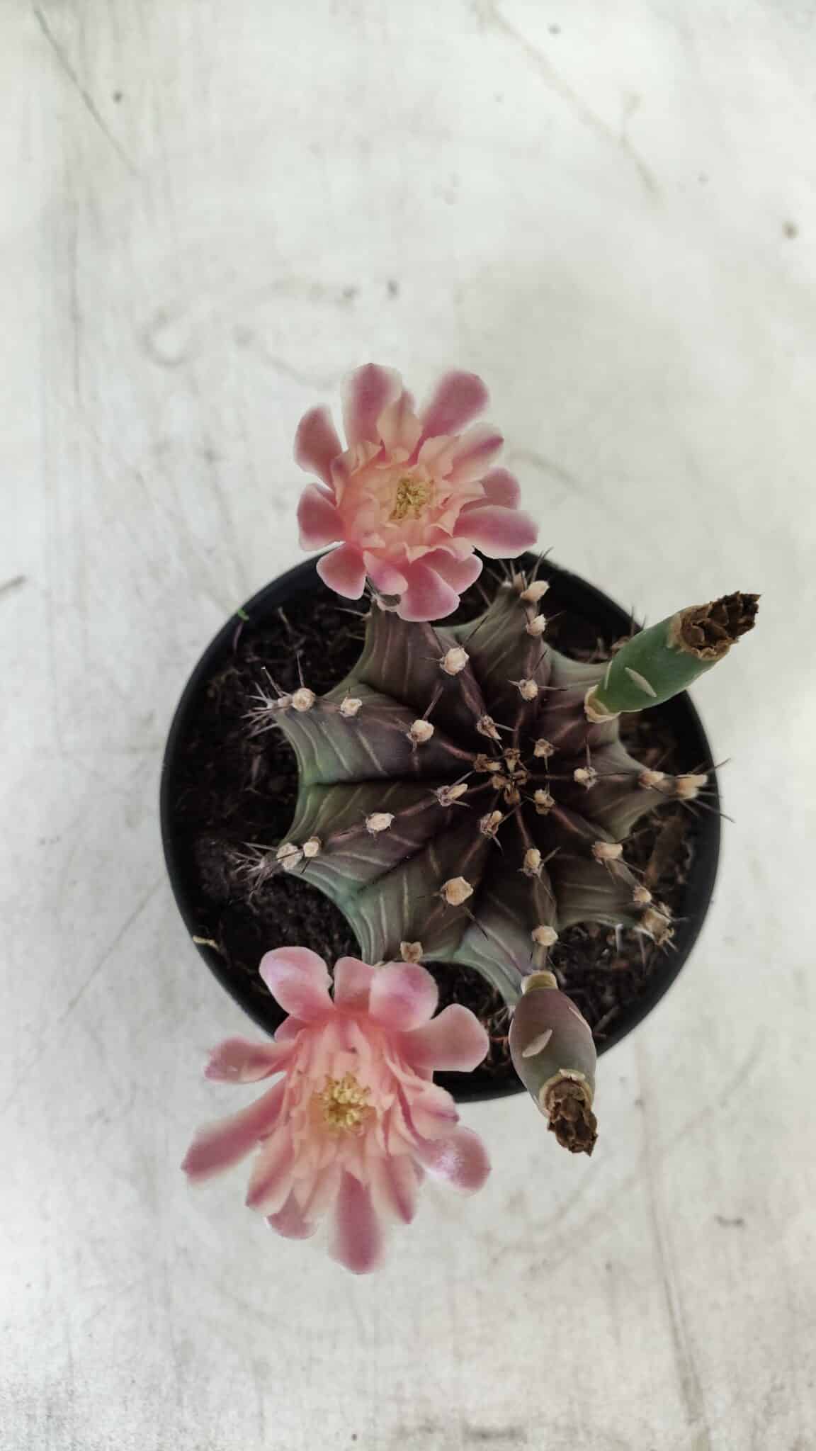 GYMNOCALYCIUM Mihanovichii  Nº 405 – vaso 11