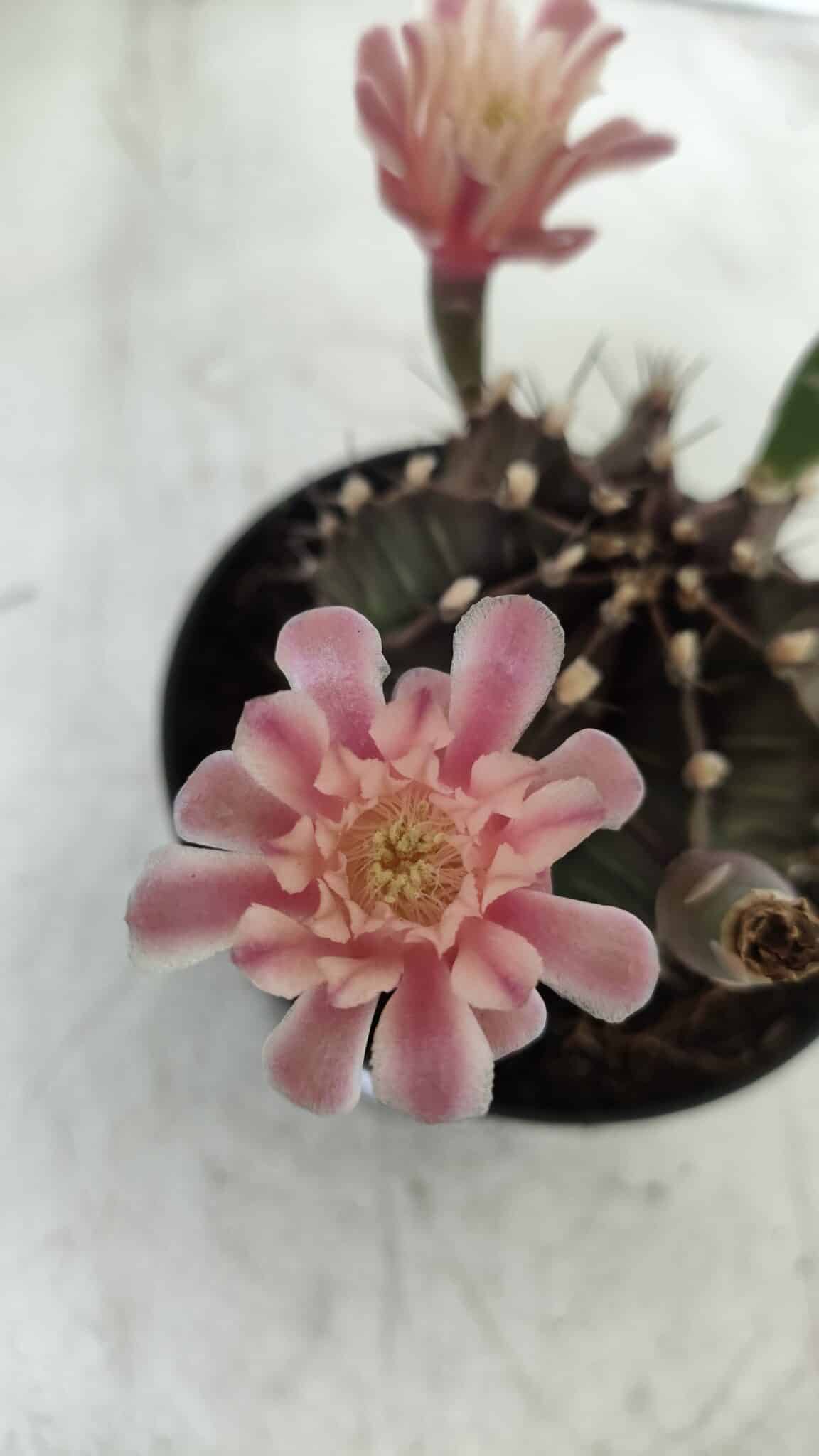 GYMNOCALYCIUM Mihanovichii  Nº 405 – vaso 11