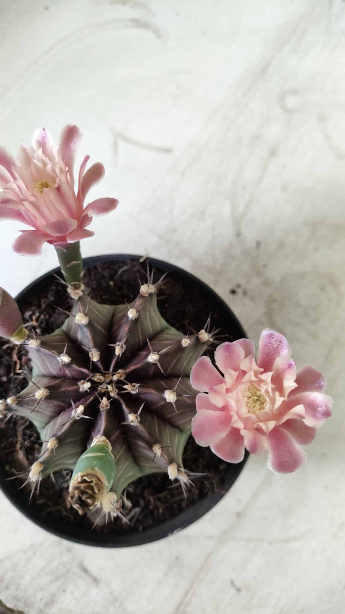 GYMNOCALYCIUM Mihanovichii  Nº 405 – vaso 11