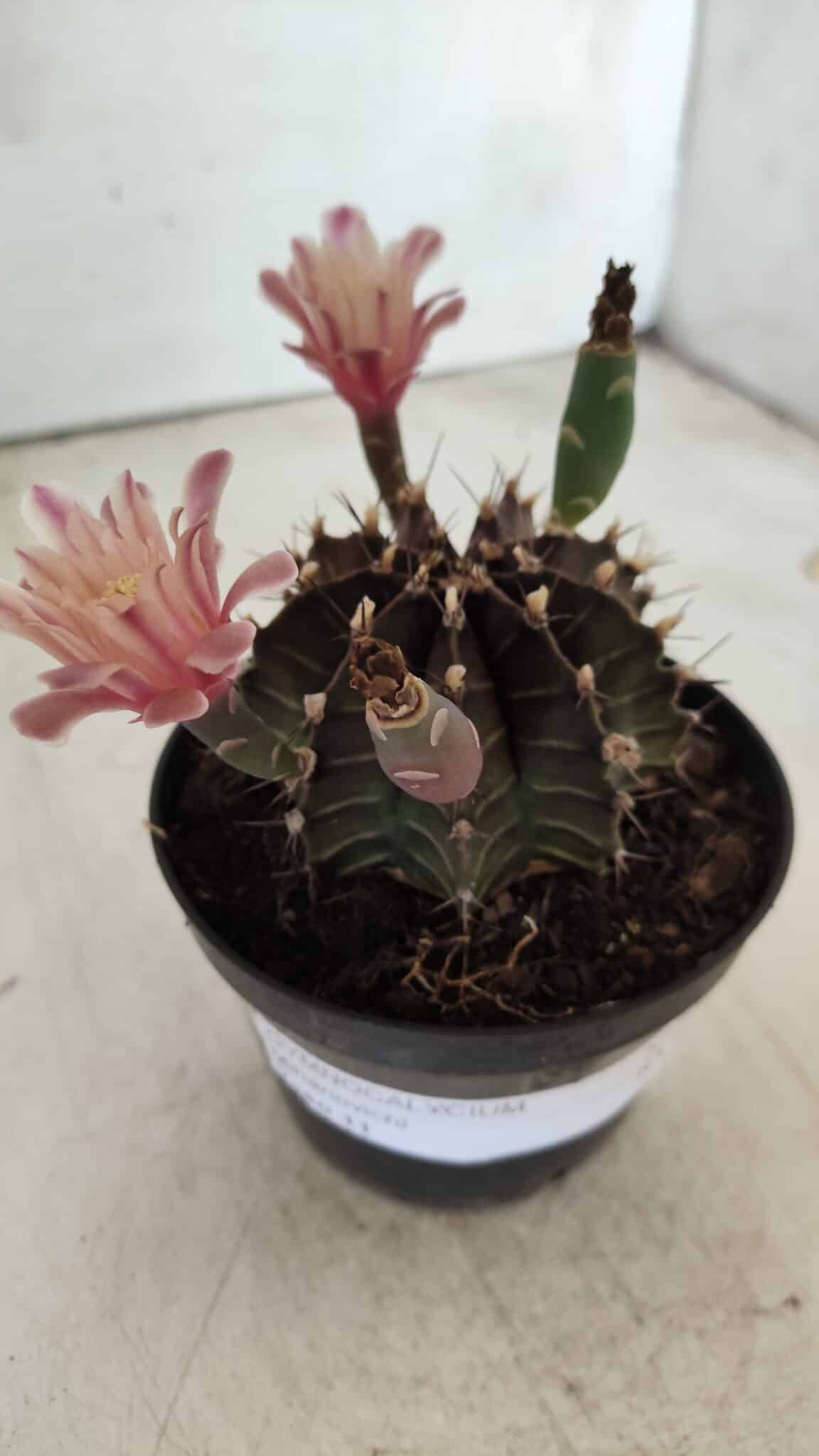 GYMNOCALYCIUM Mihanovichii  Nº 405 – vaso 11