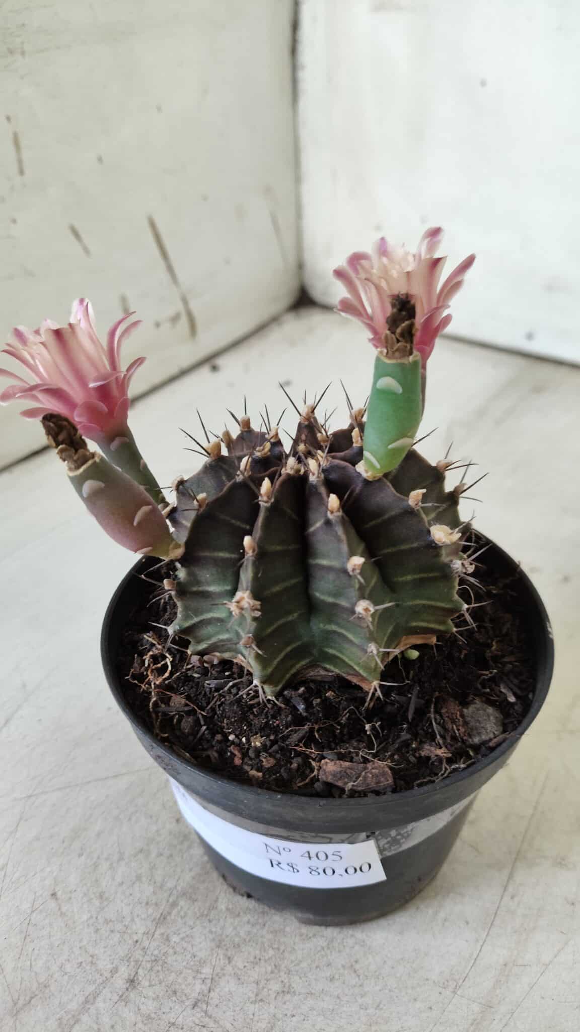 GYMNOCALYCIUM Mihanovichii  Nº 405 – vaso 11