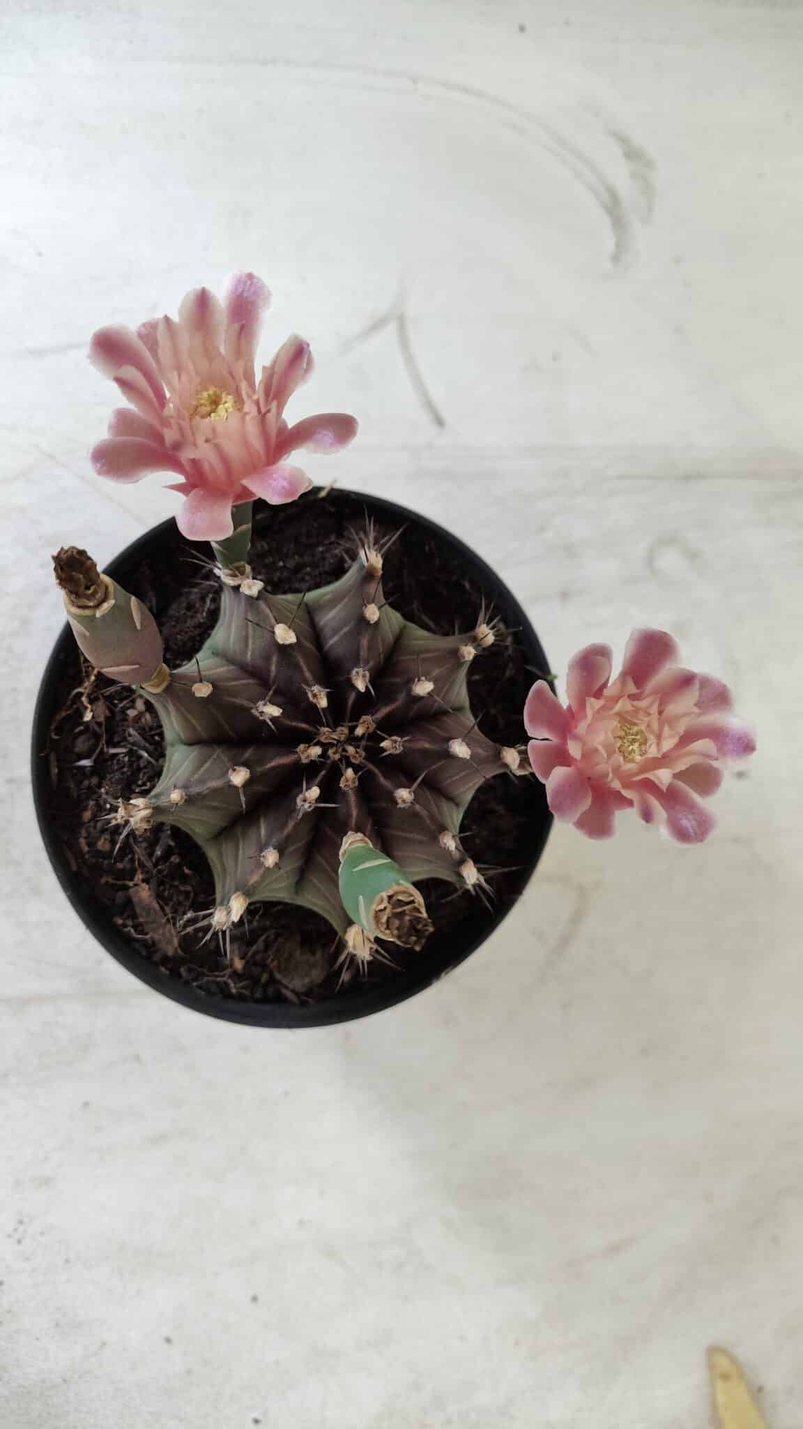 GYMNOCALYCIUM Mihanovichii  Nº 405 – vaso 11