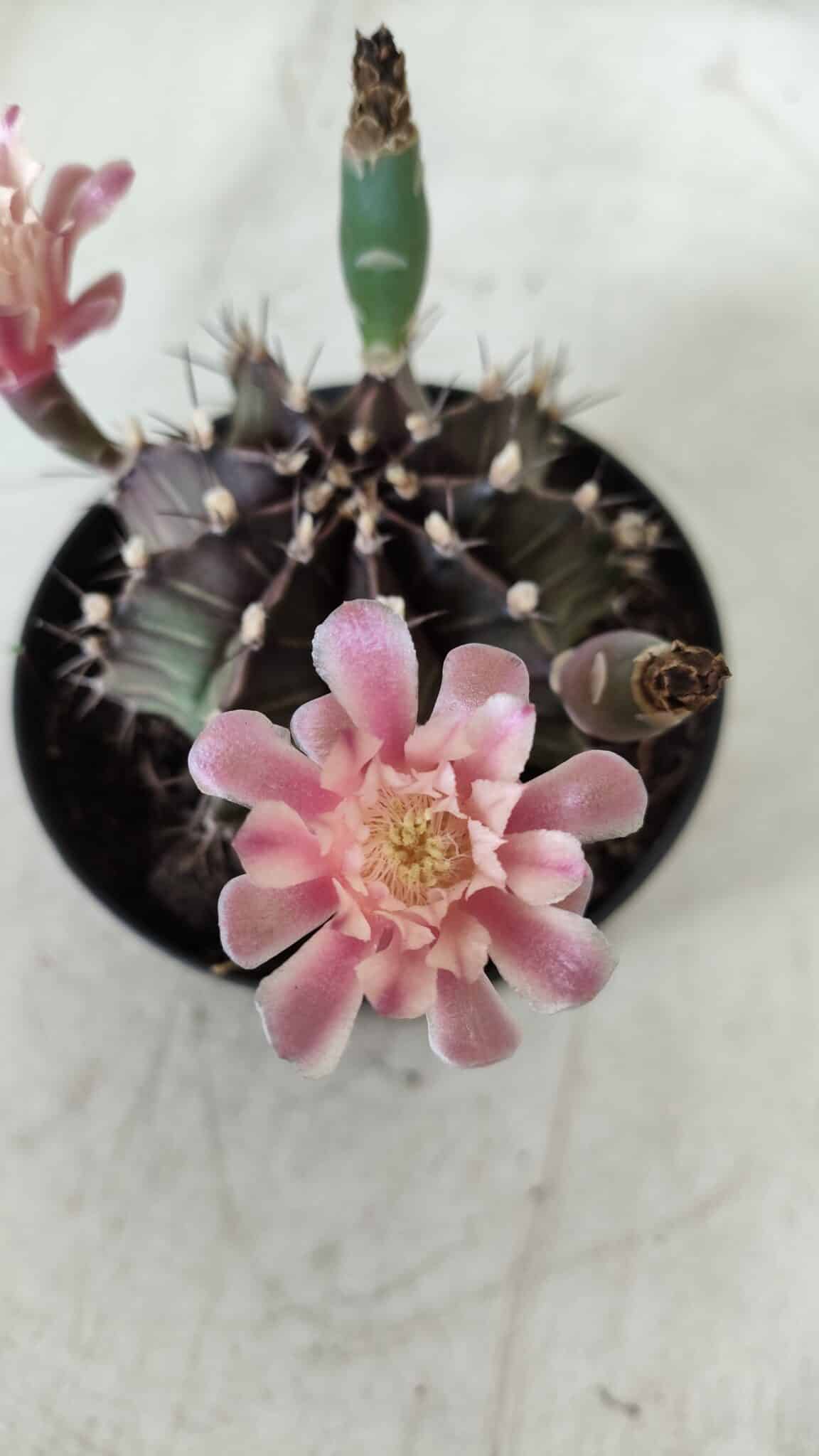 GYMNOCALYCIUM Mihanovichii  Nº 405 – vaso 11